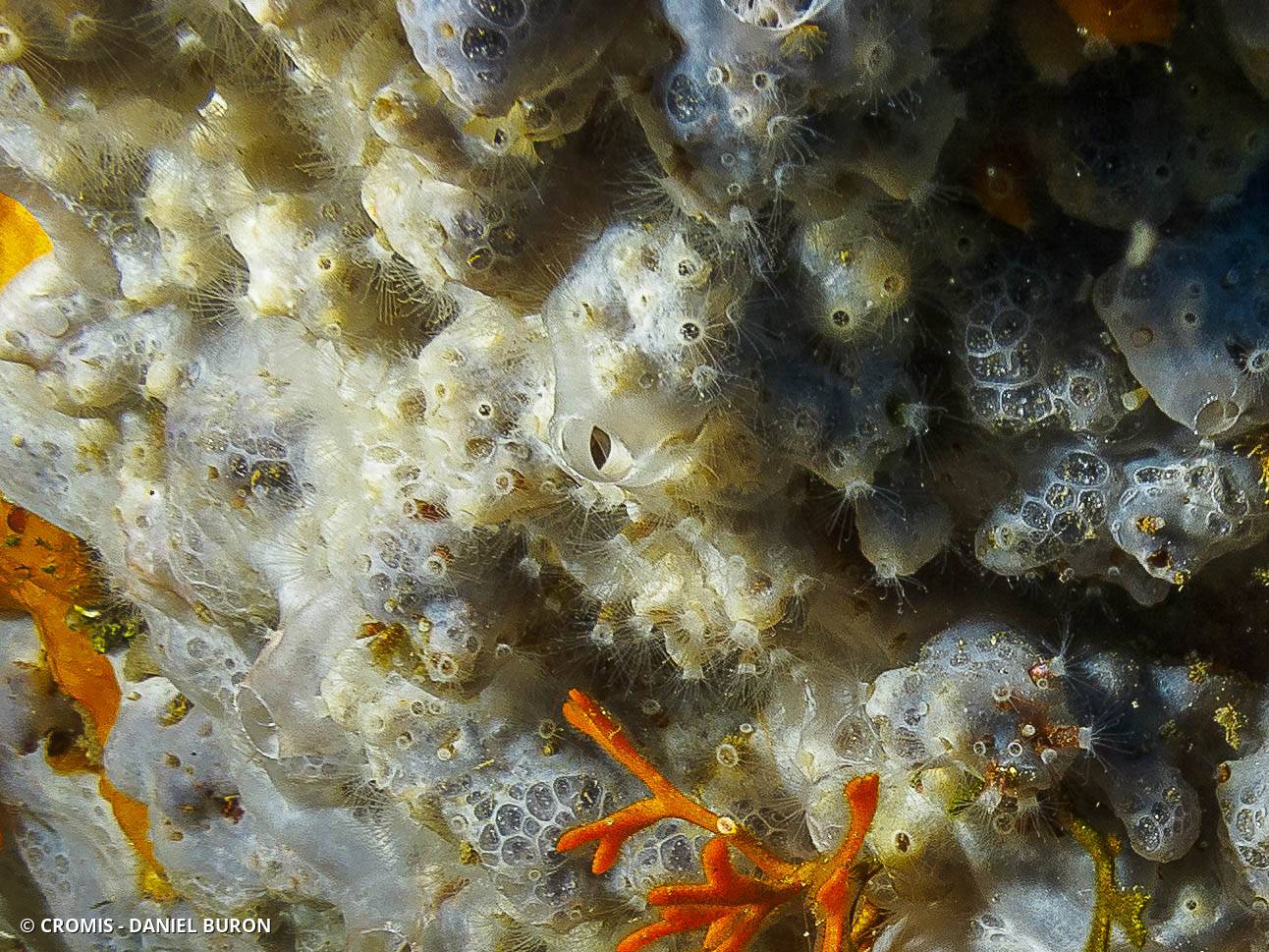 Bryozoaire bois de cerf
