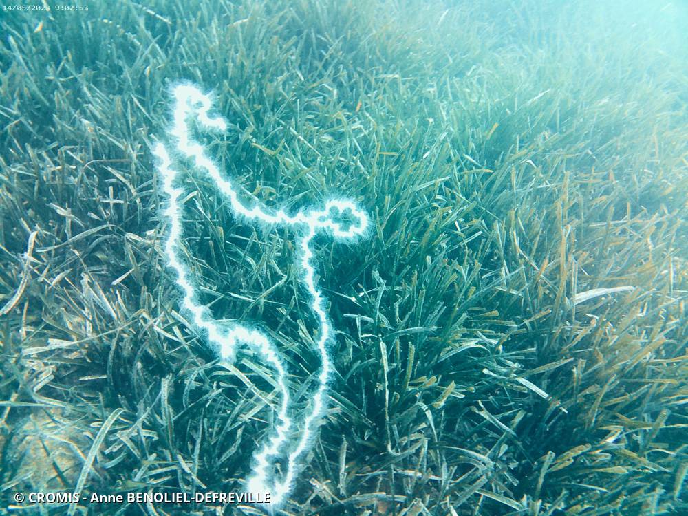 Siphonophore fil de fer