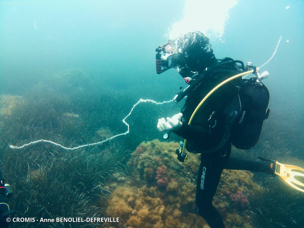 Siphonophore fil de fer