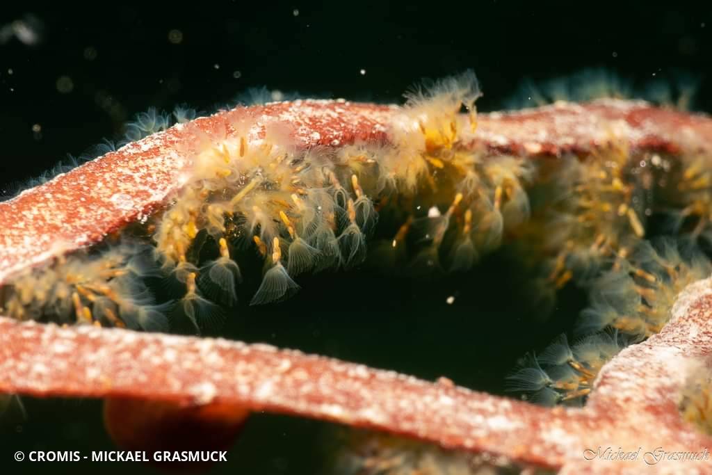 Bryozoaire dulcicole rampant