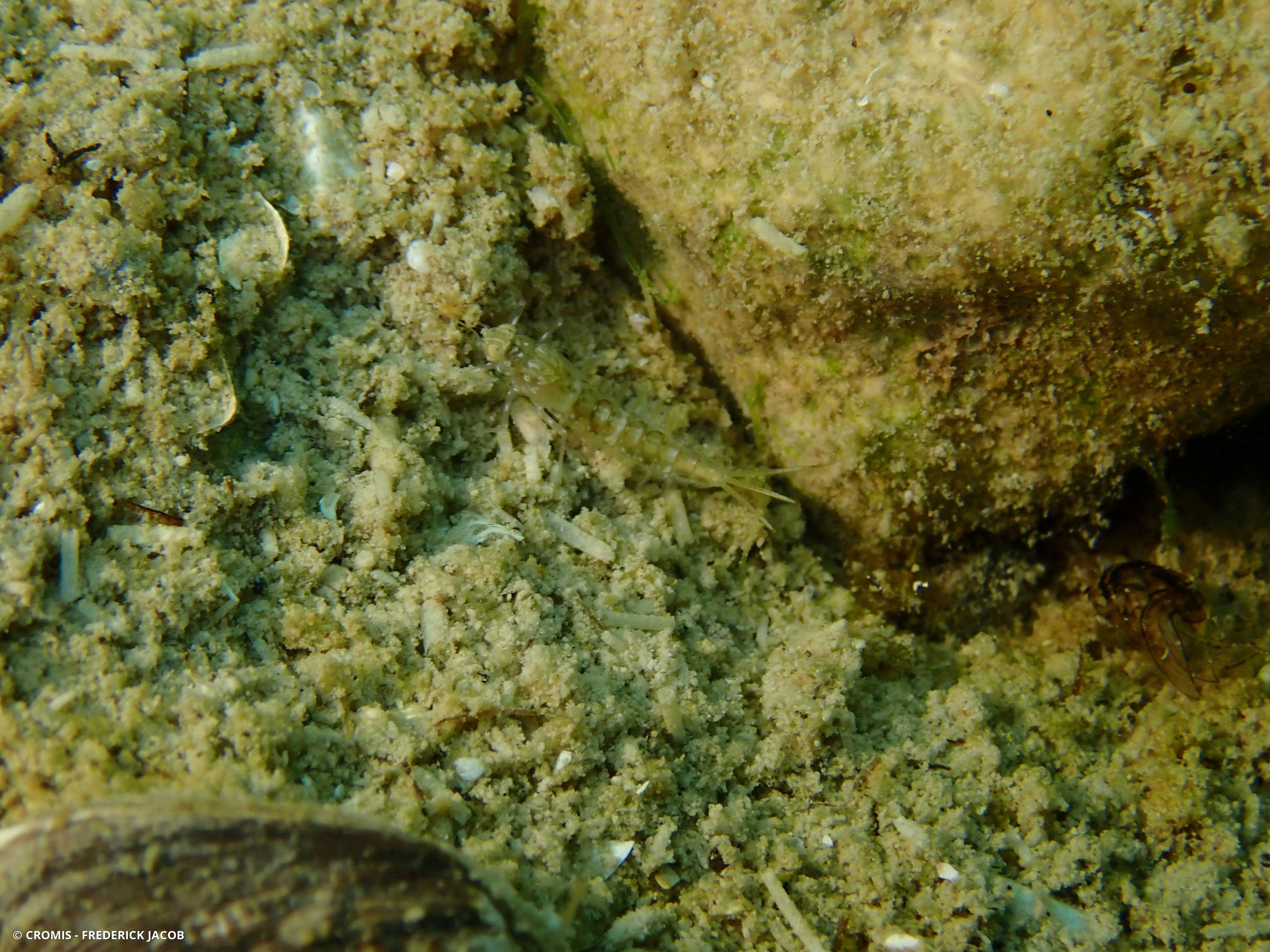 Larves d'éphémères
