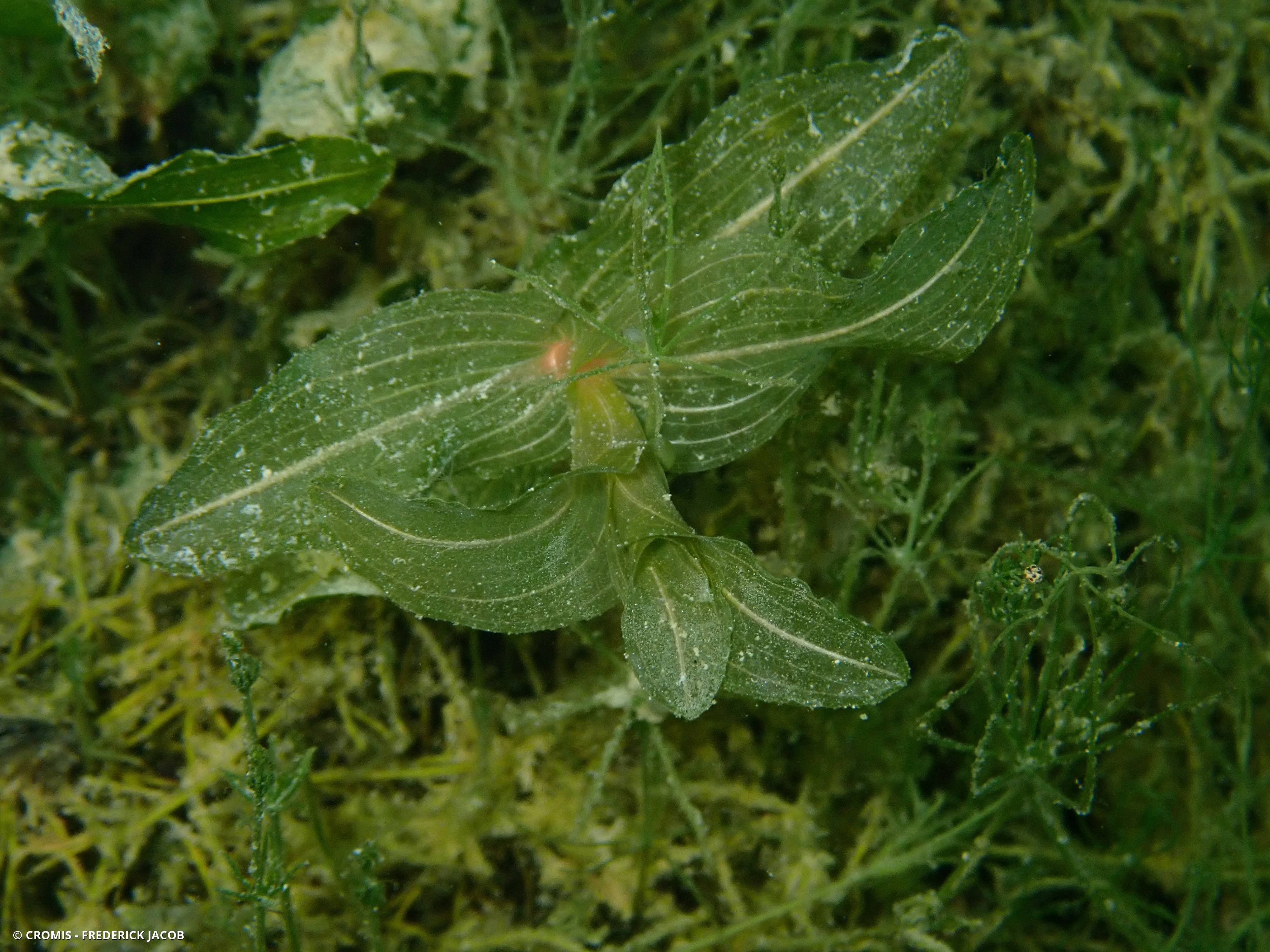 Potamot perfolié