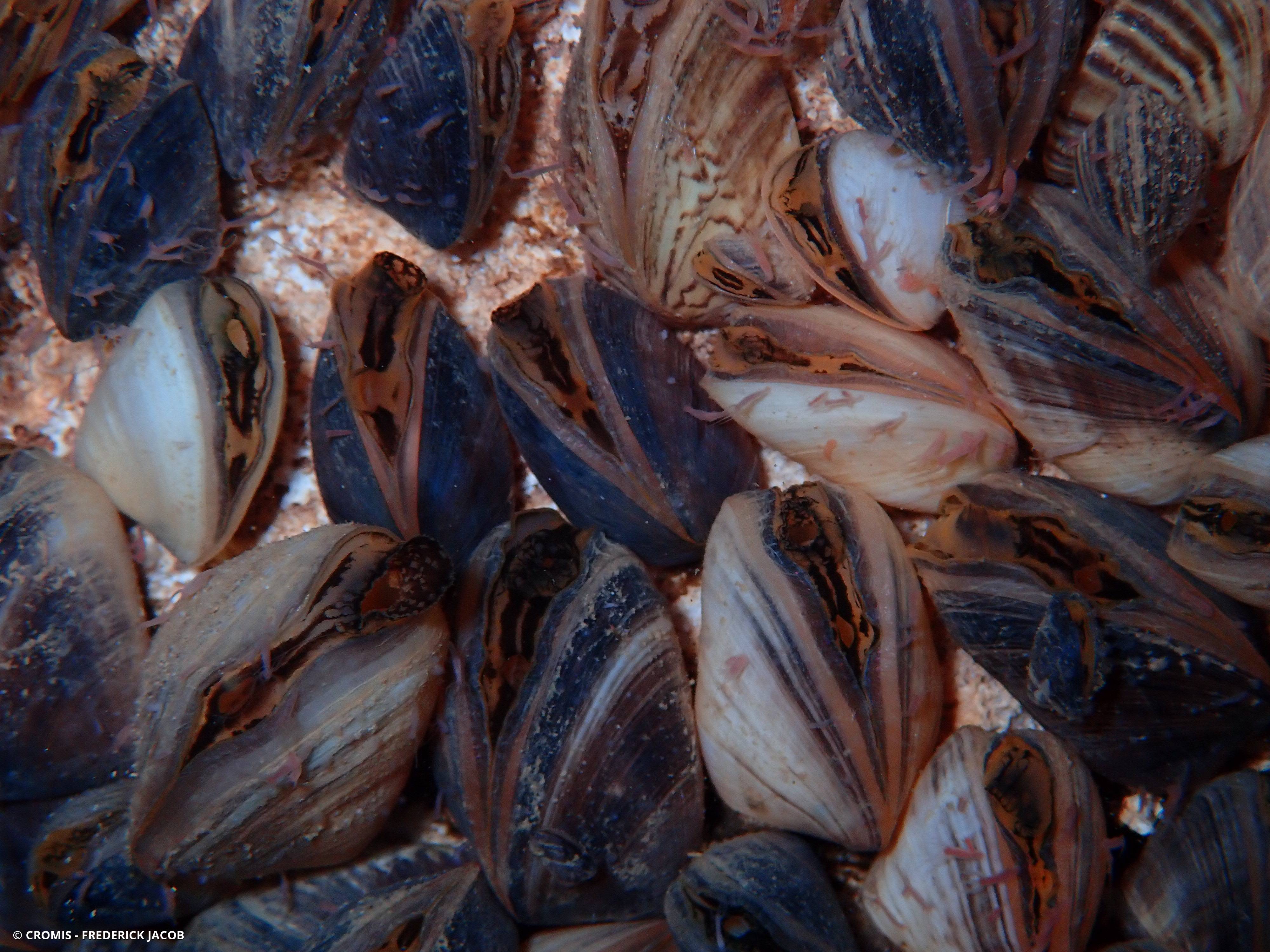 Moule quagga