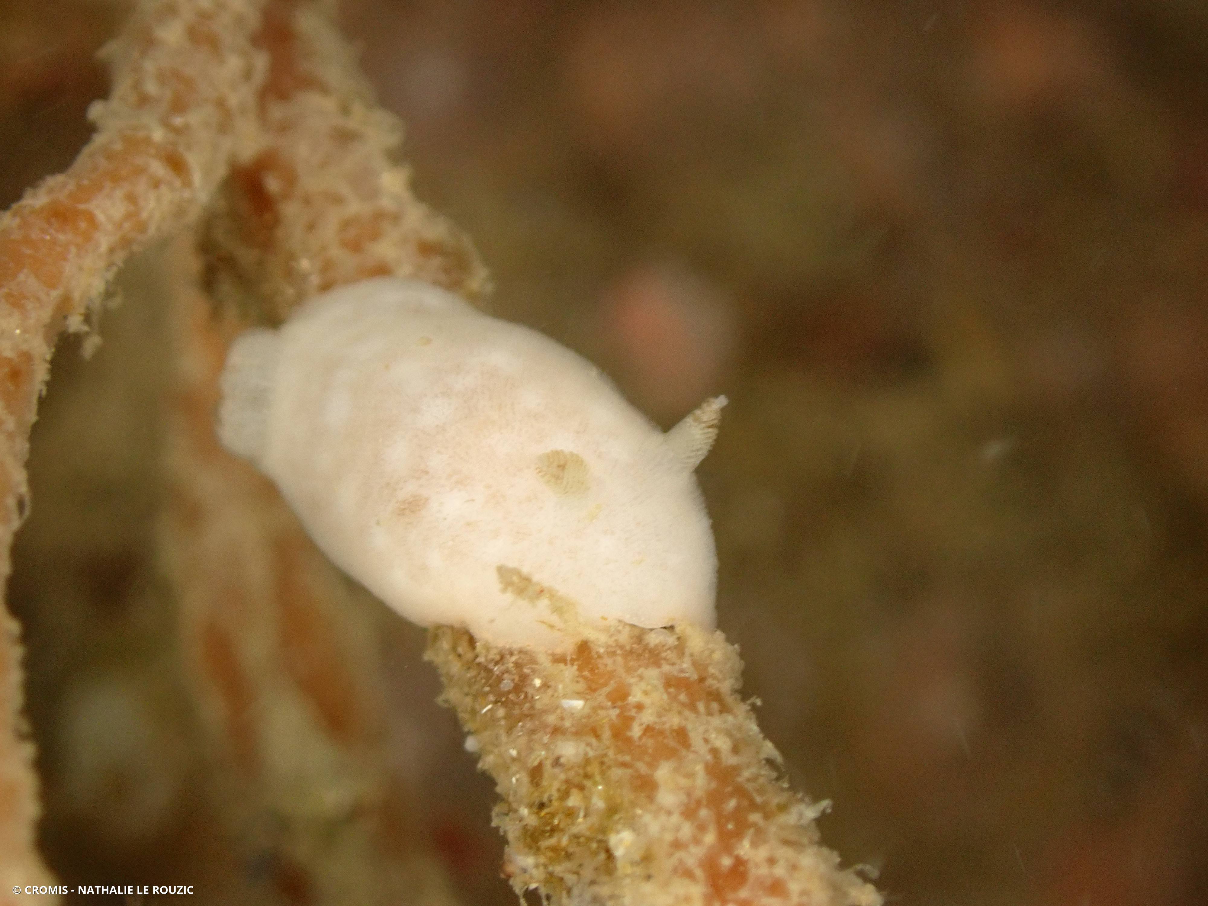 Jorunna blanche