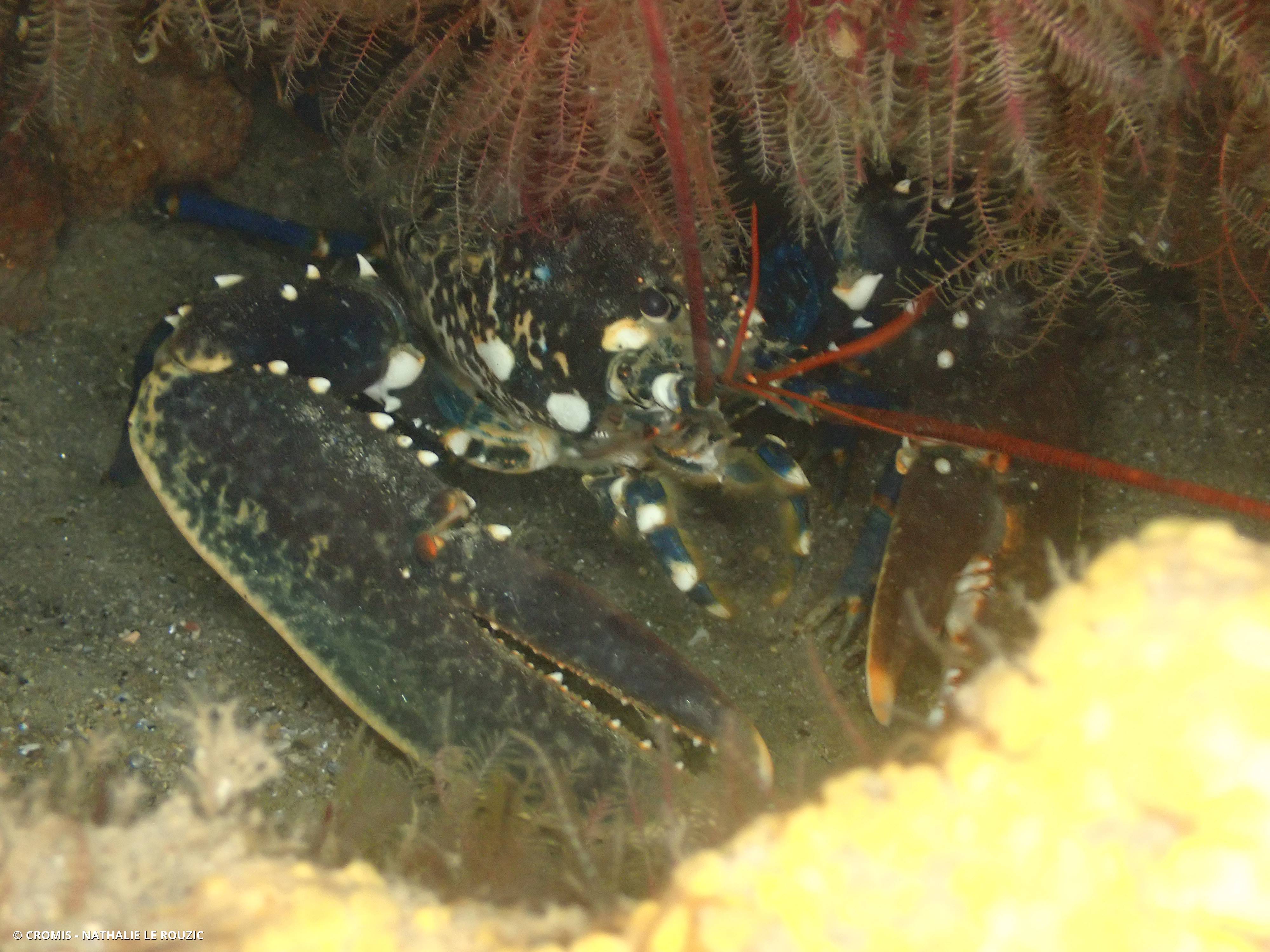 Homard européen