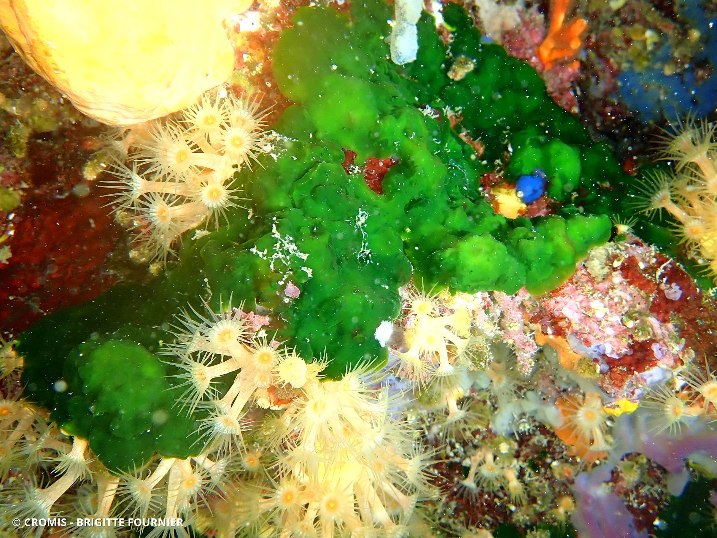 Palmophylle