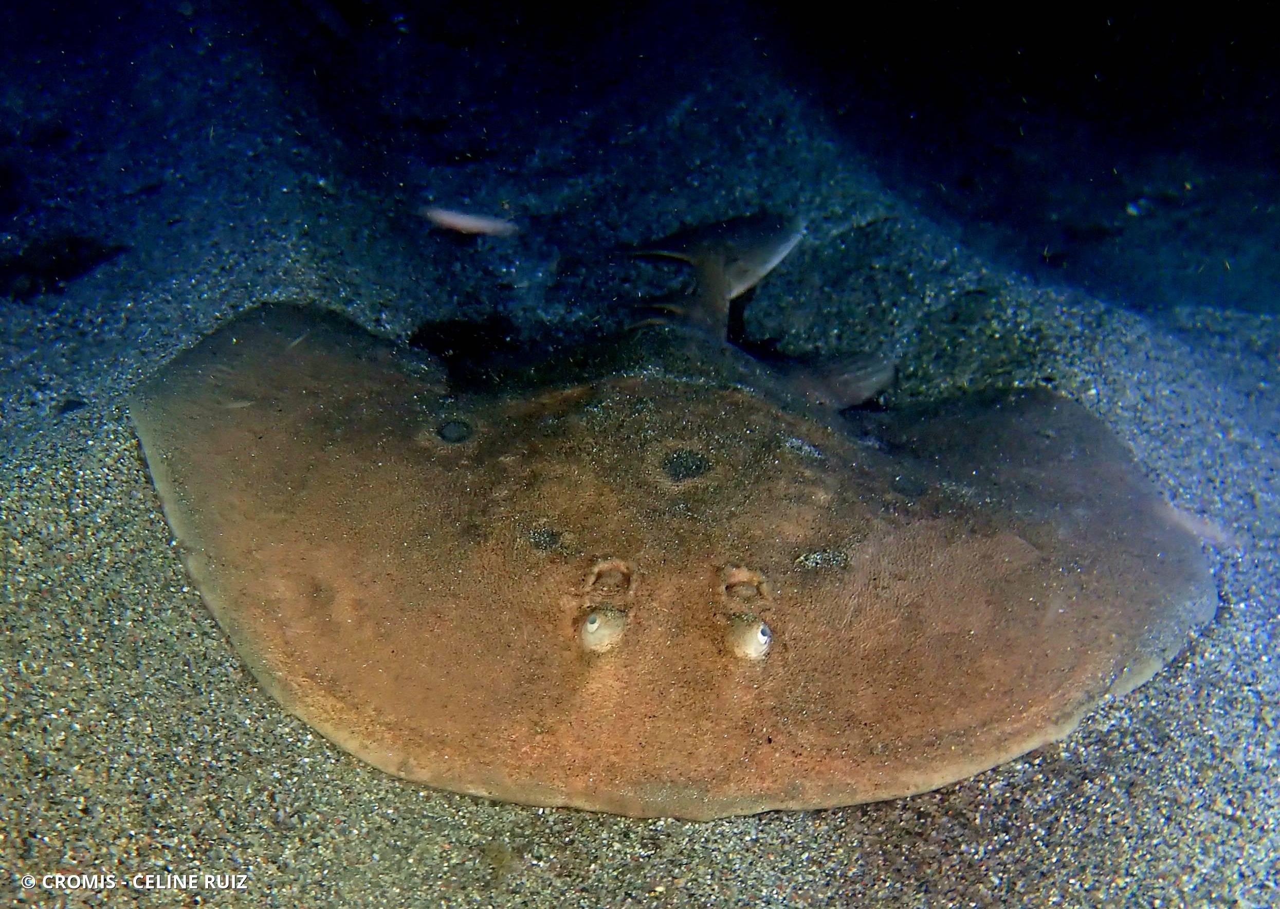 Torpille ocellée