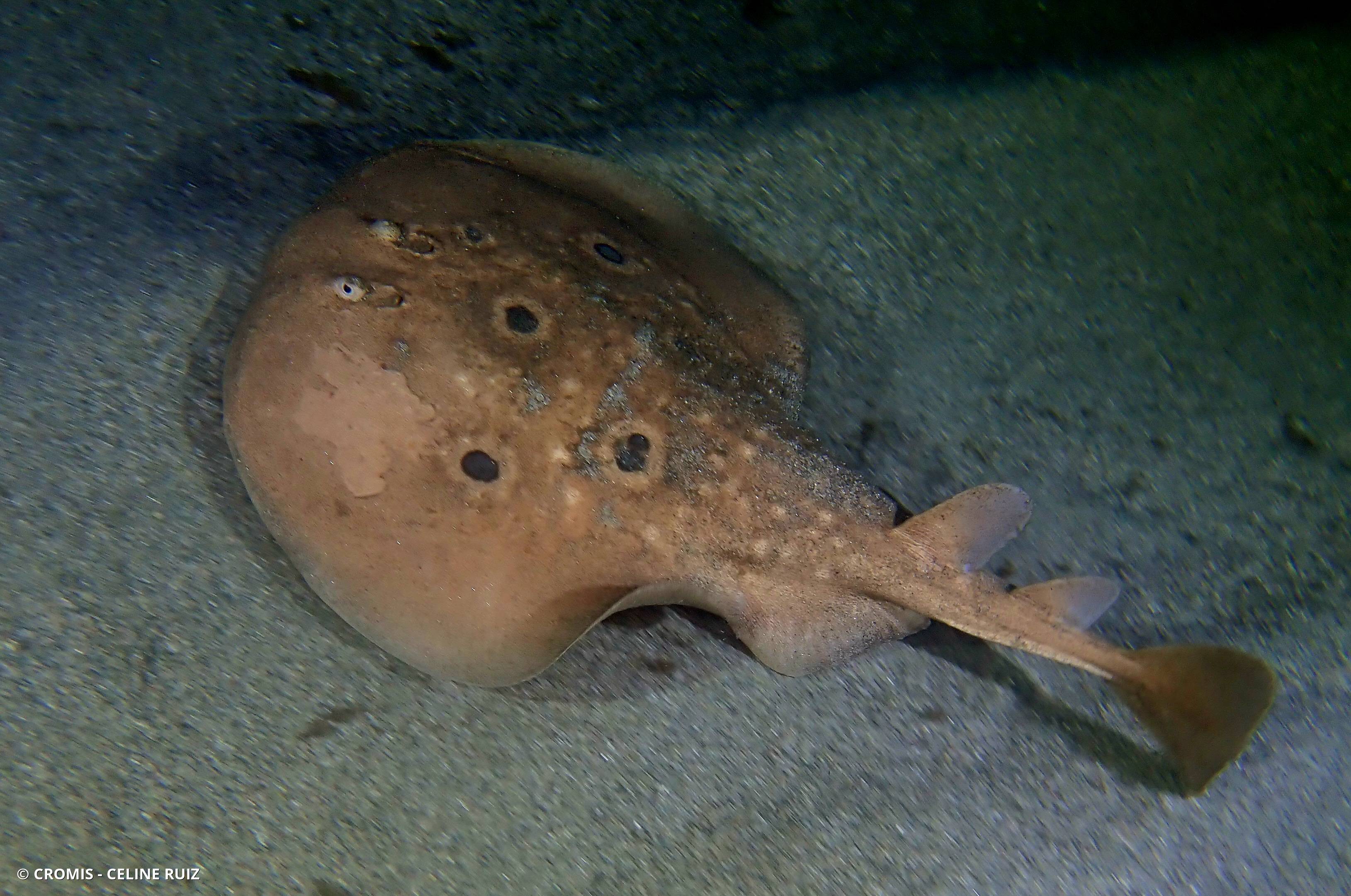 Torpille ocellée