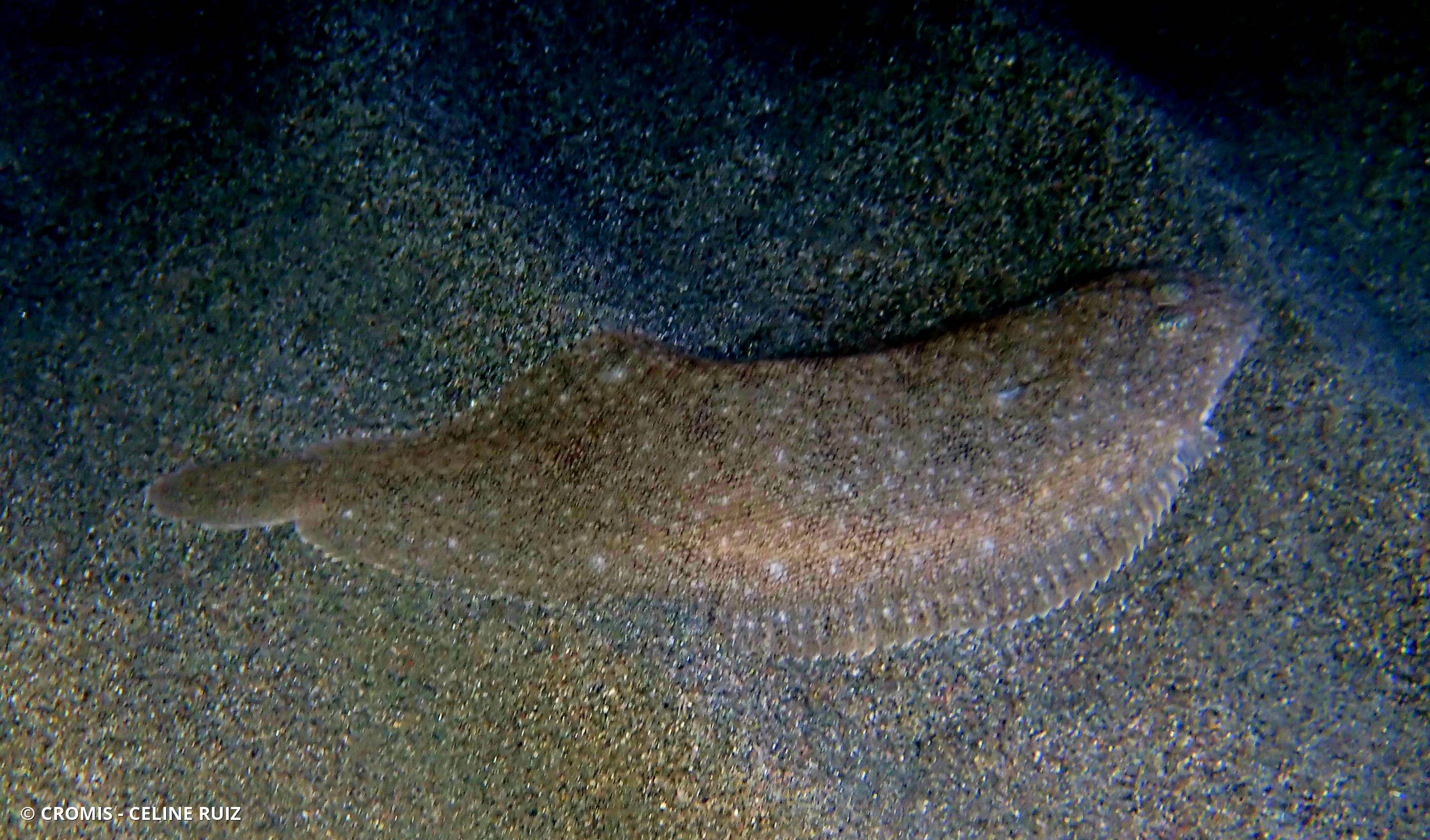 Sole pole