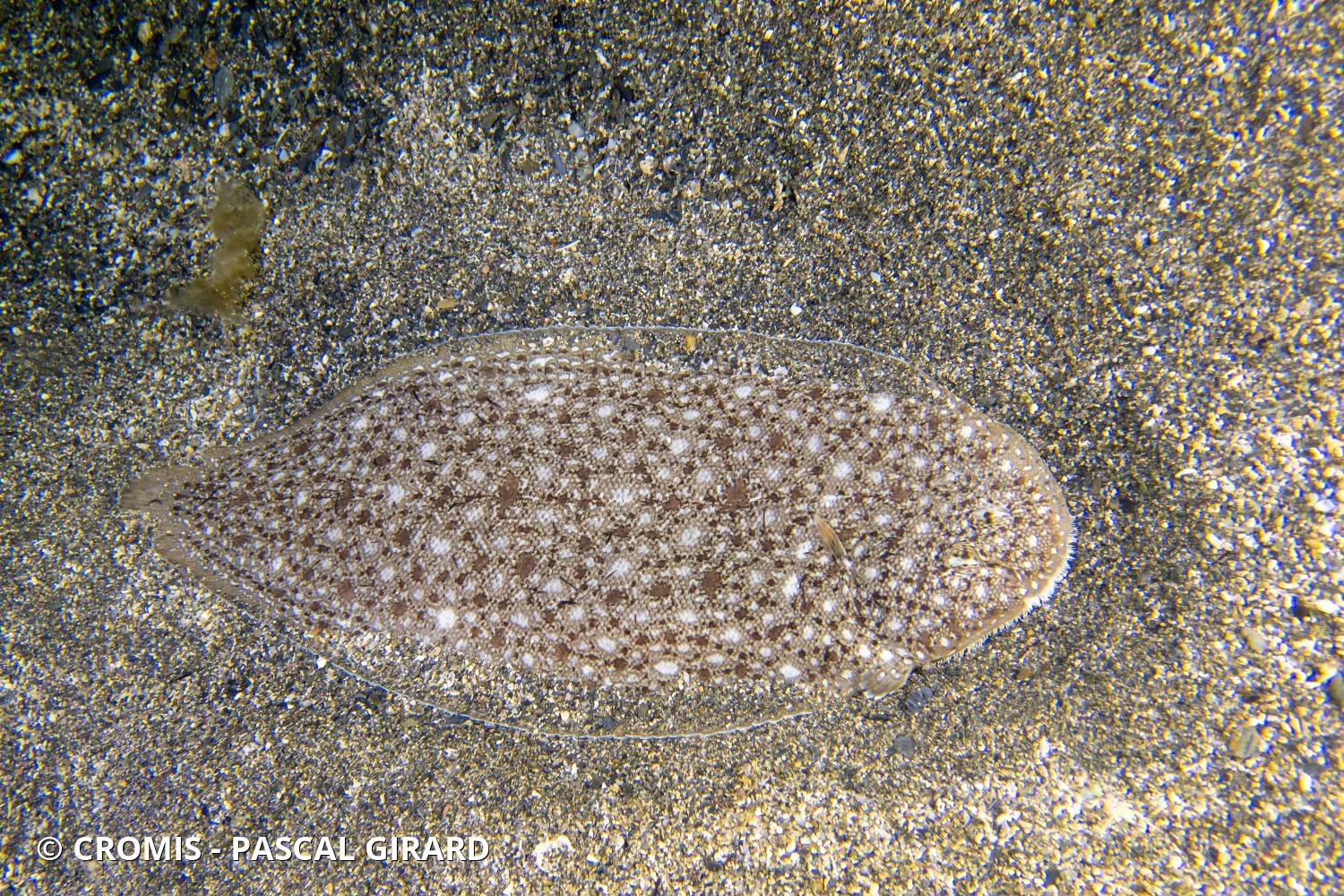 Sole tachetée