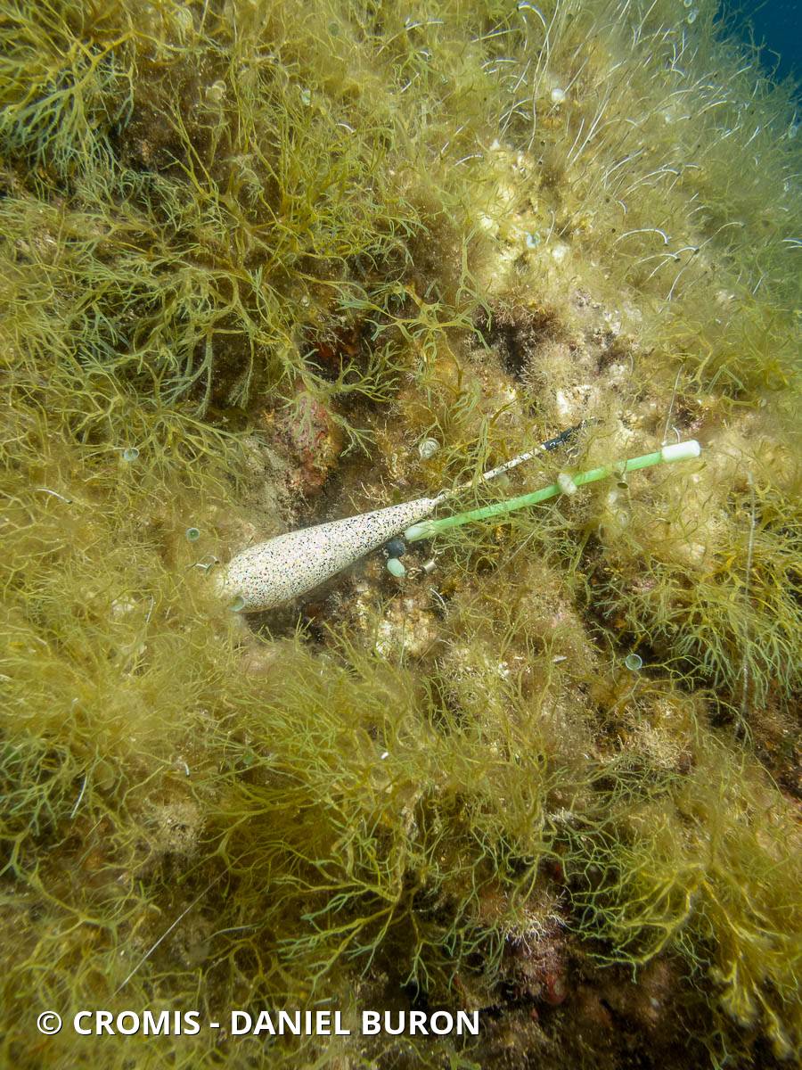 Plomb de pêche
