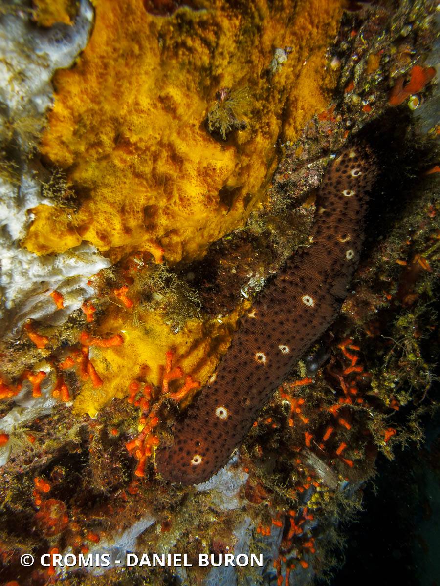 Concombre cracheur marron
