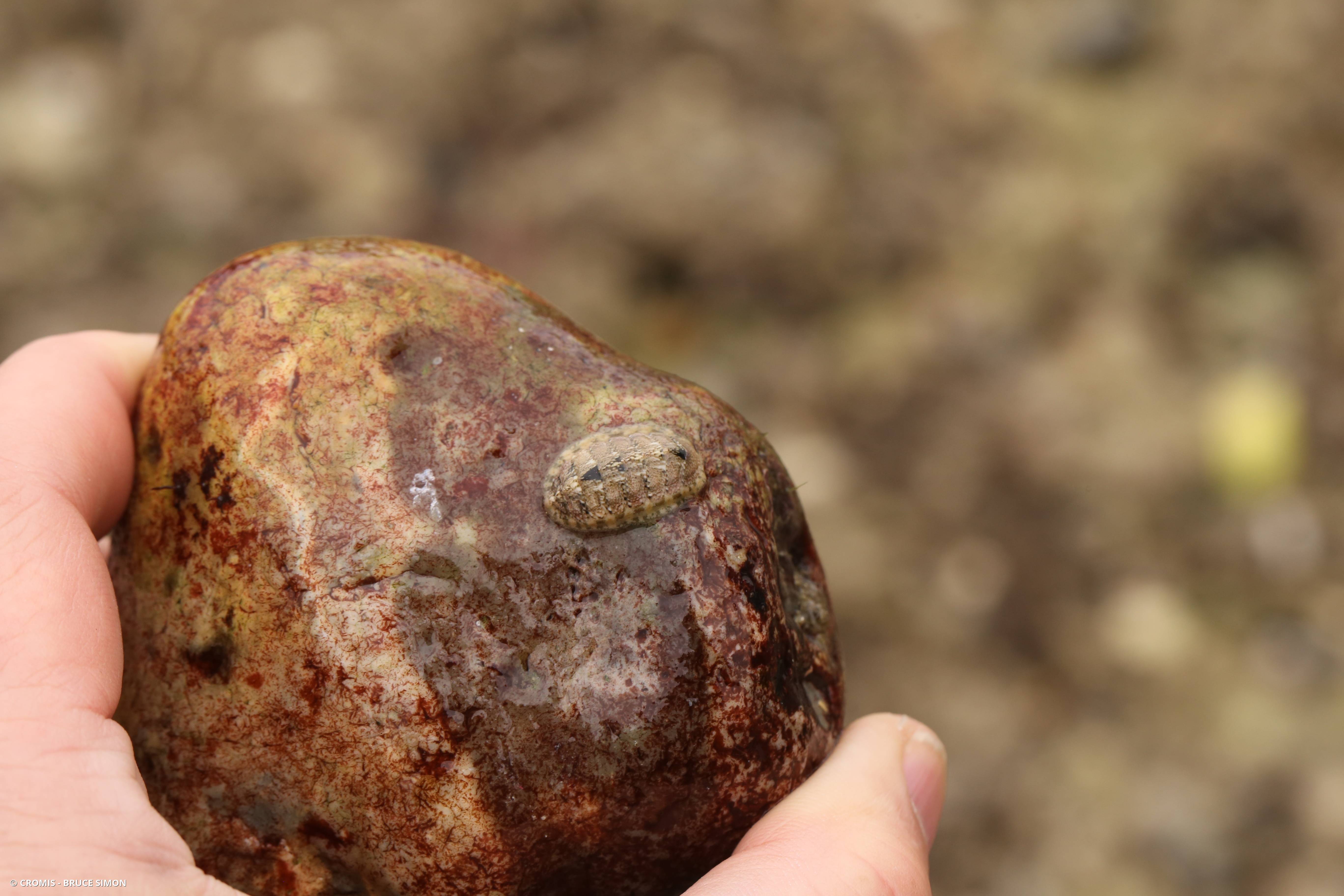 Chiton cendré