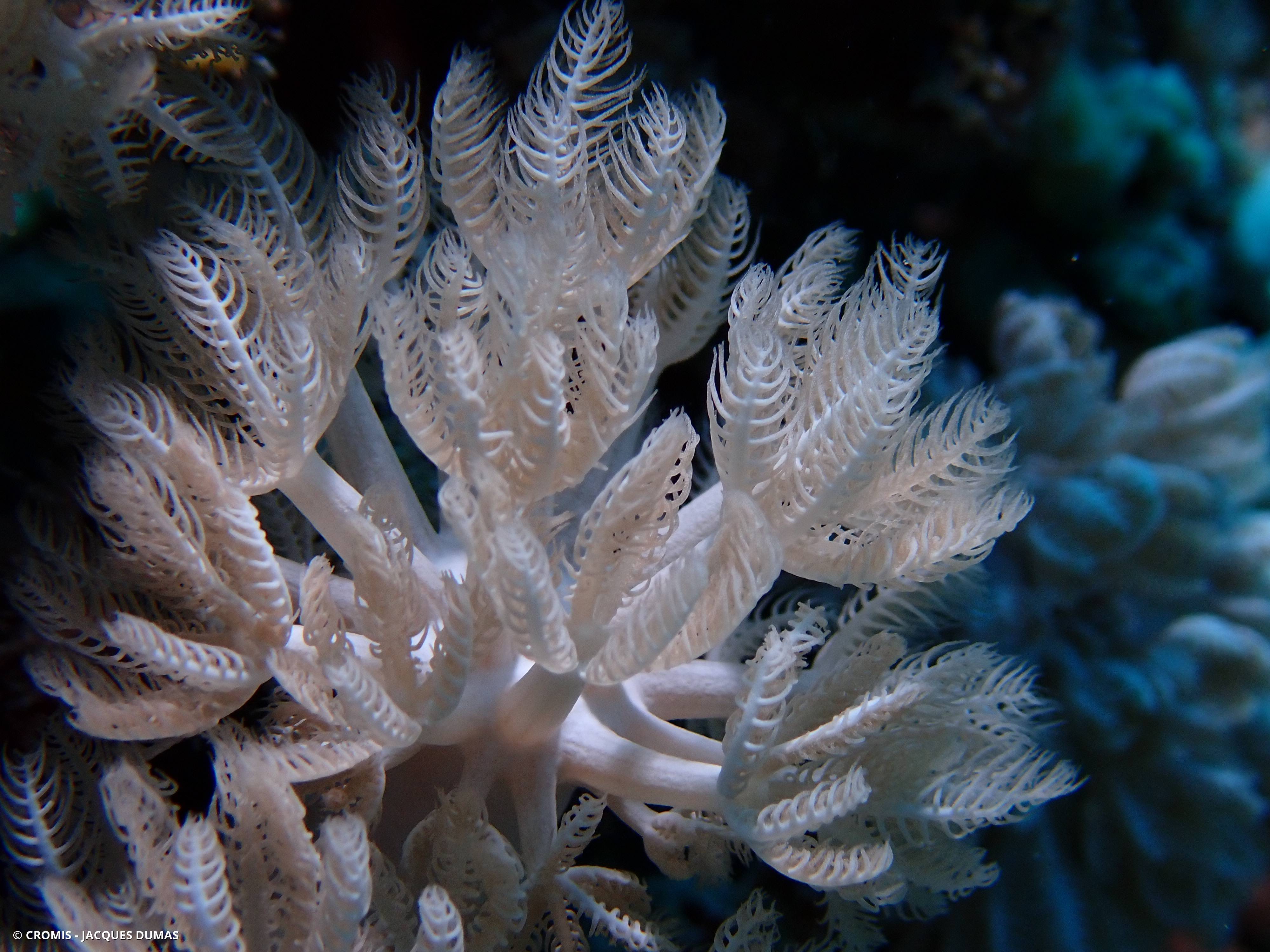 Corail plume d'autruche