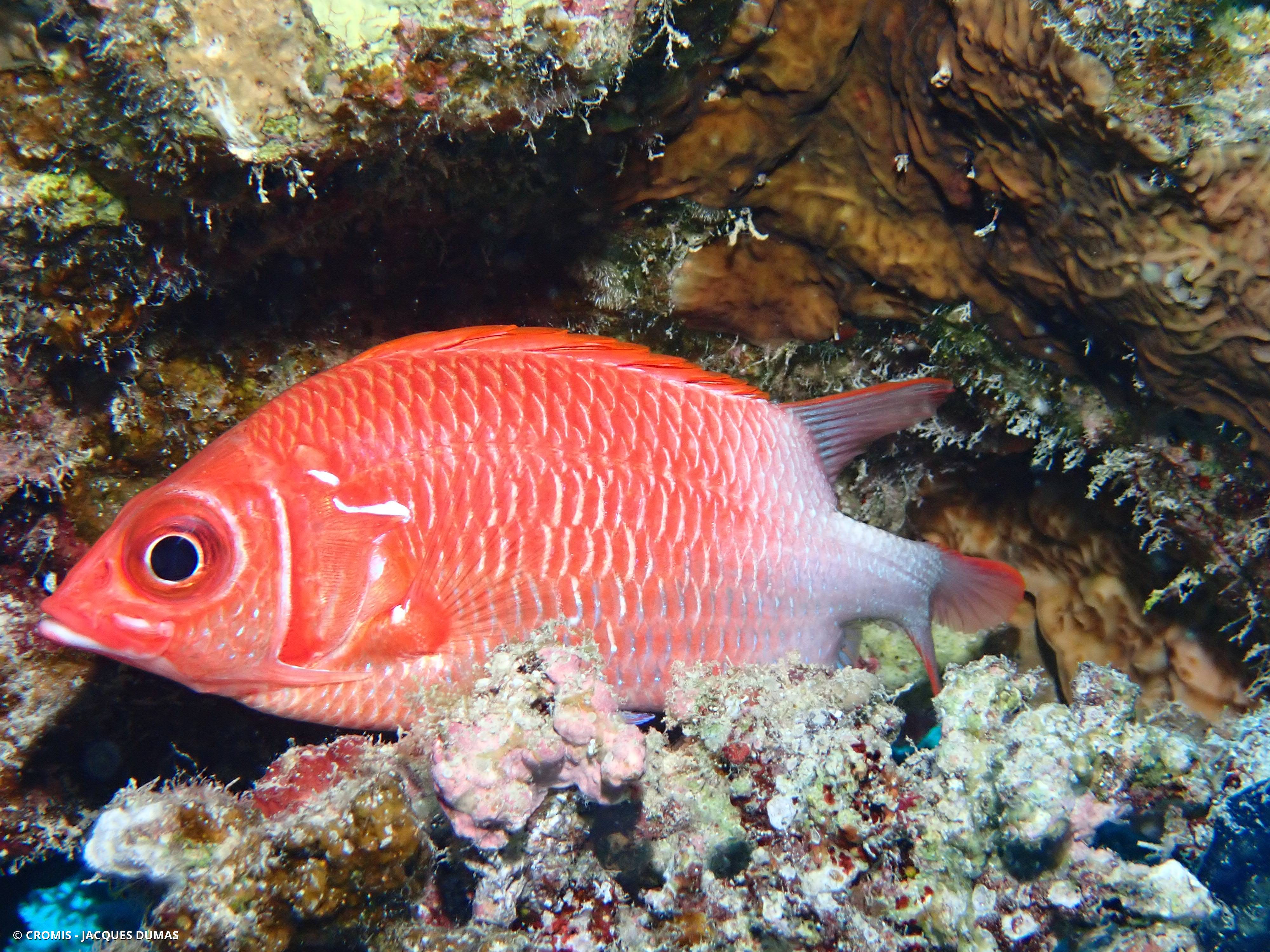 Poisson-écureuil tahitien
