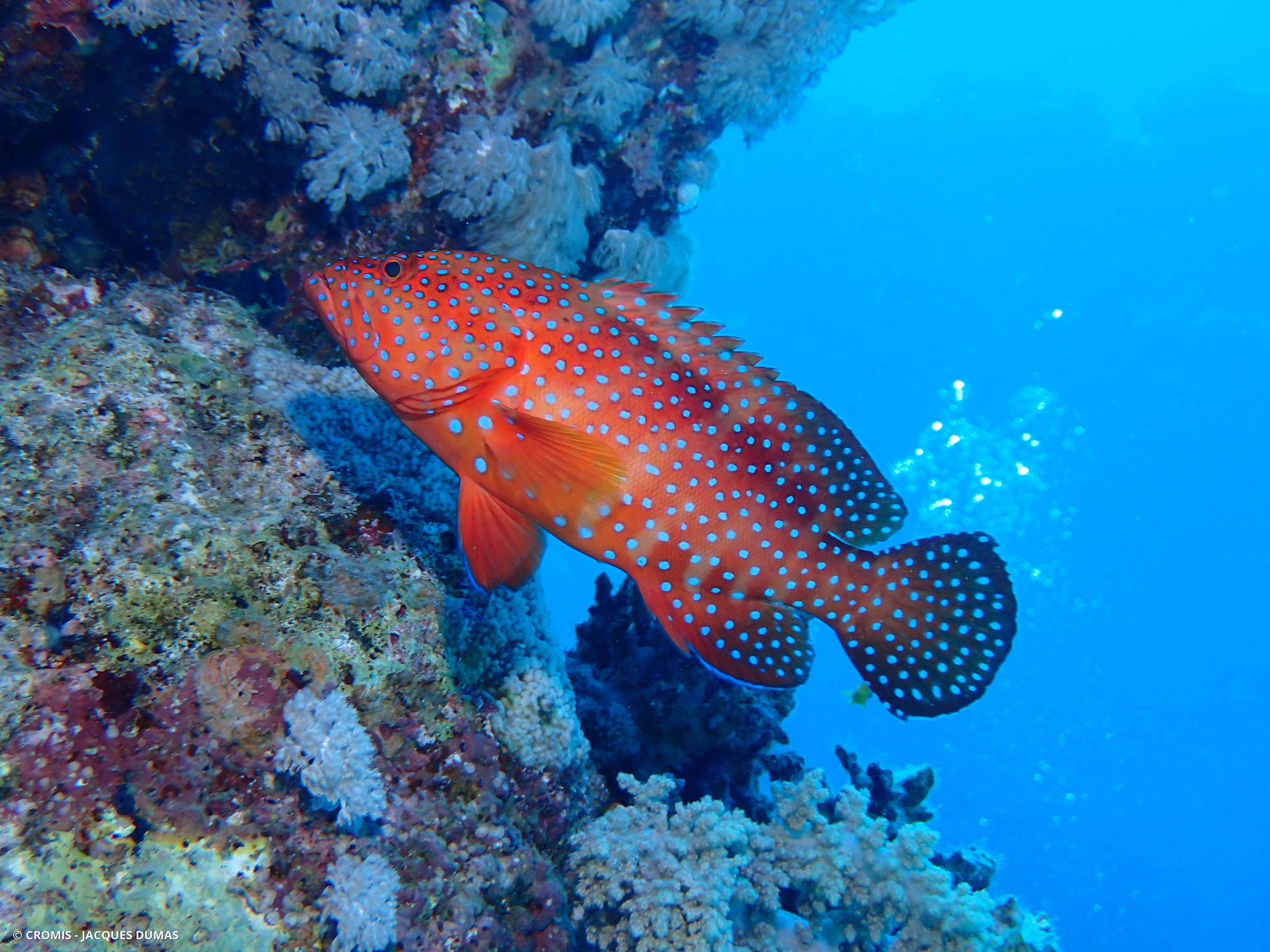 Mérou rouge