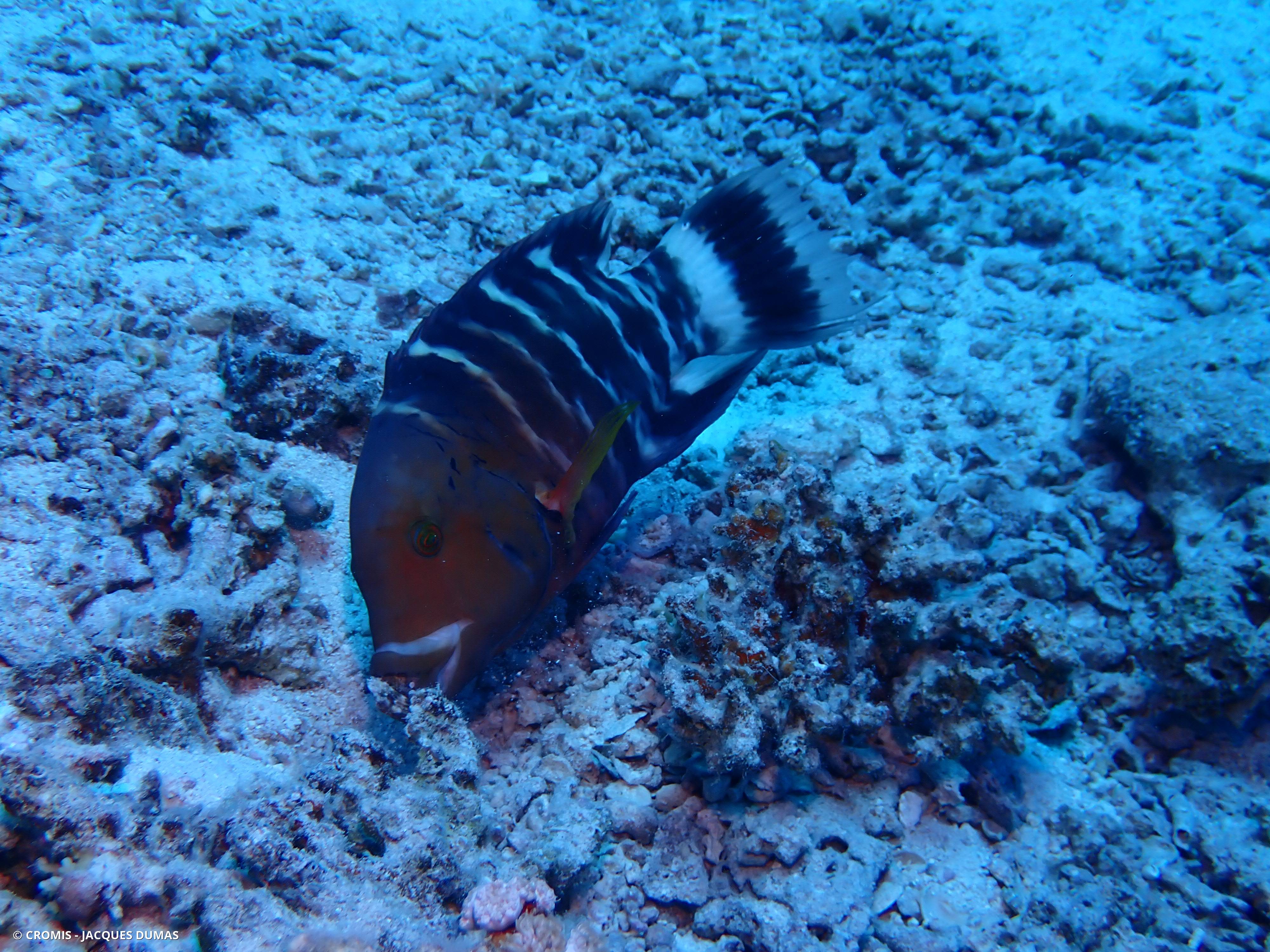 Vieille rayée de mer Rouge