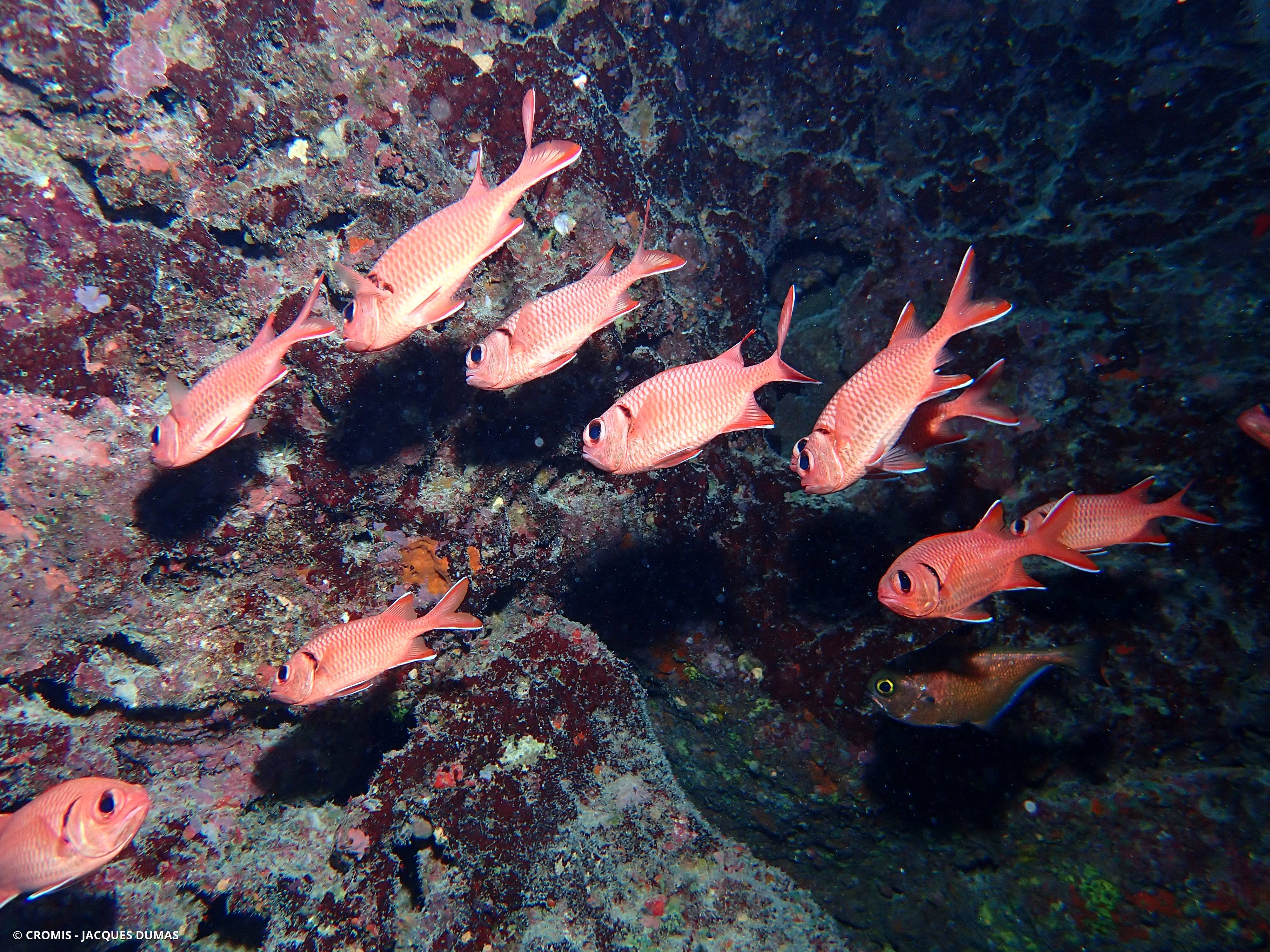 Poisson-soldat à œillères