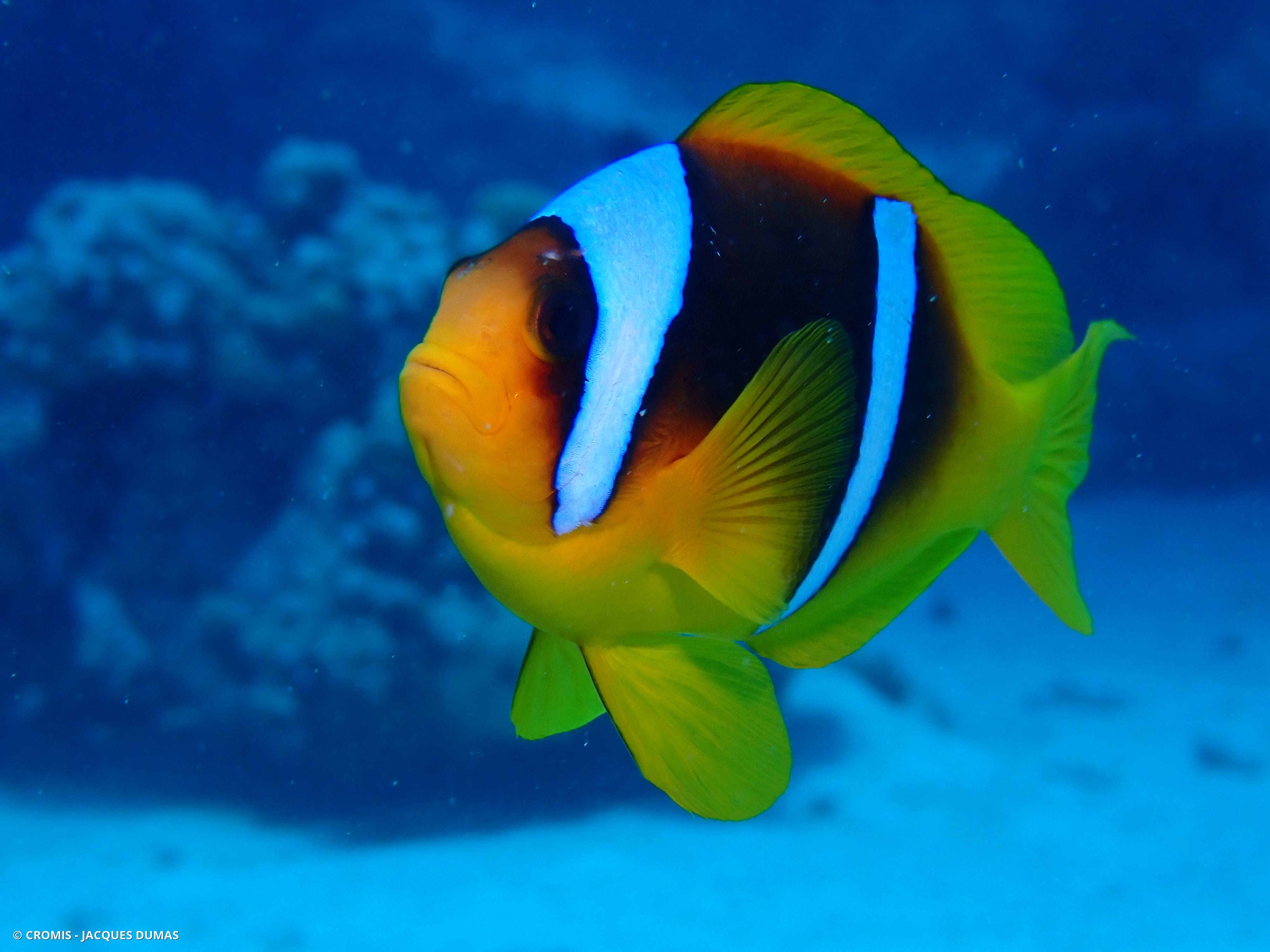 Poisson-clown à deux bandes