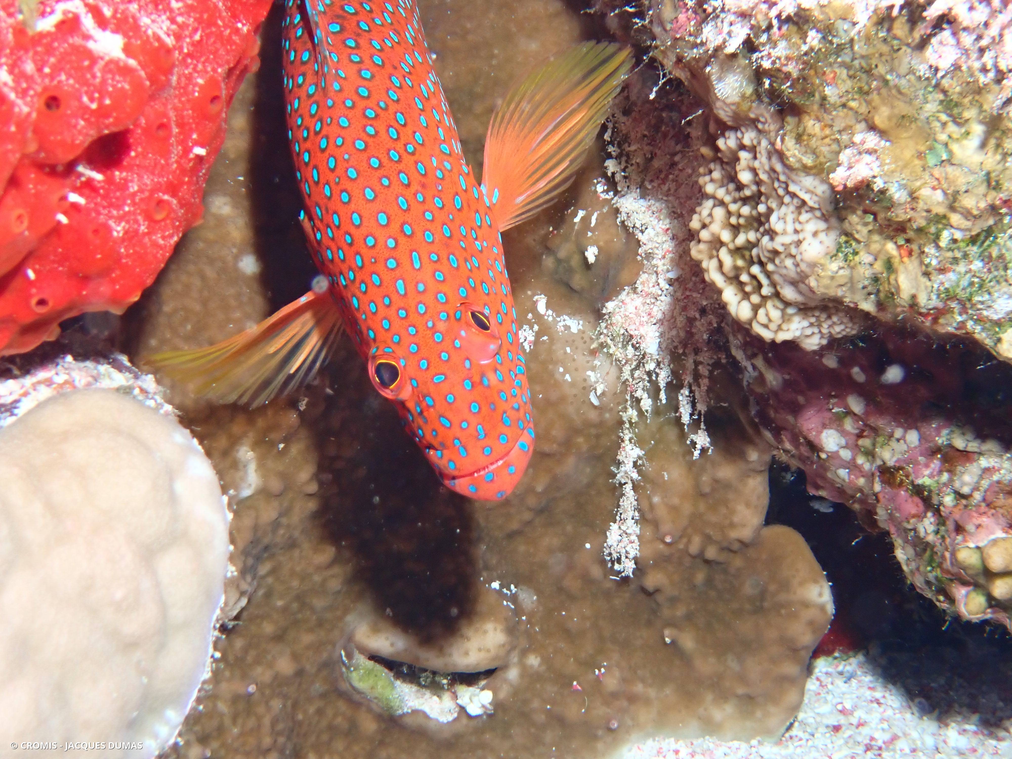 Mérou rouge