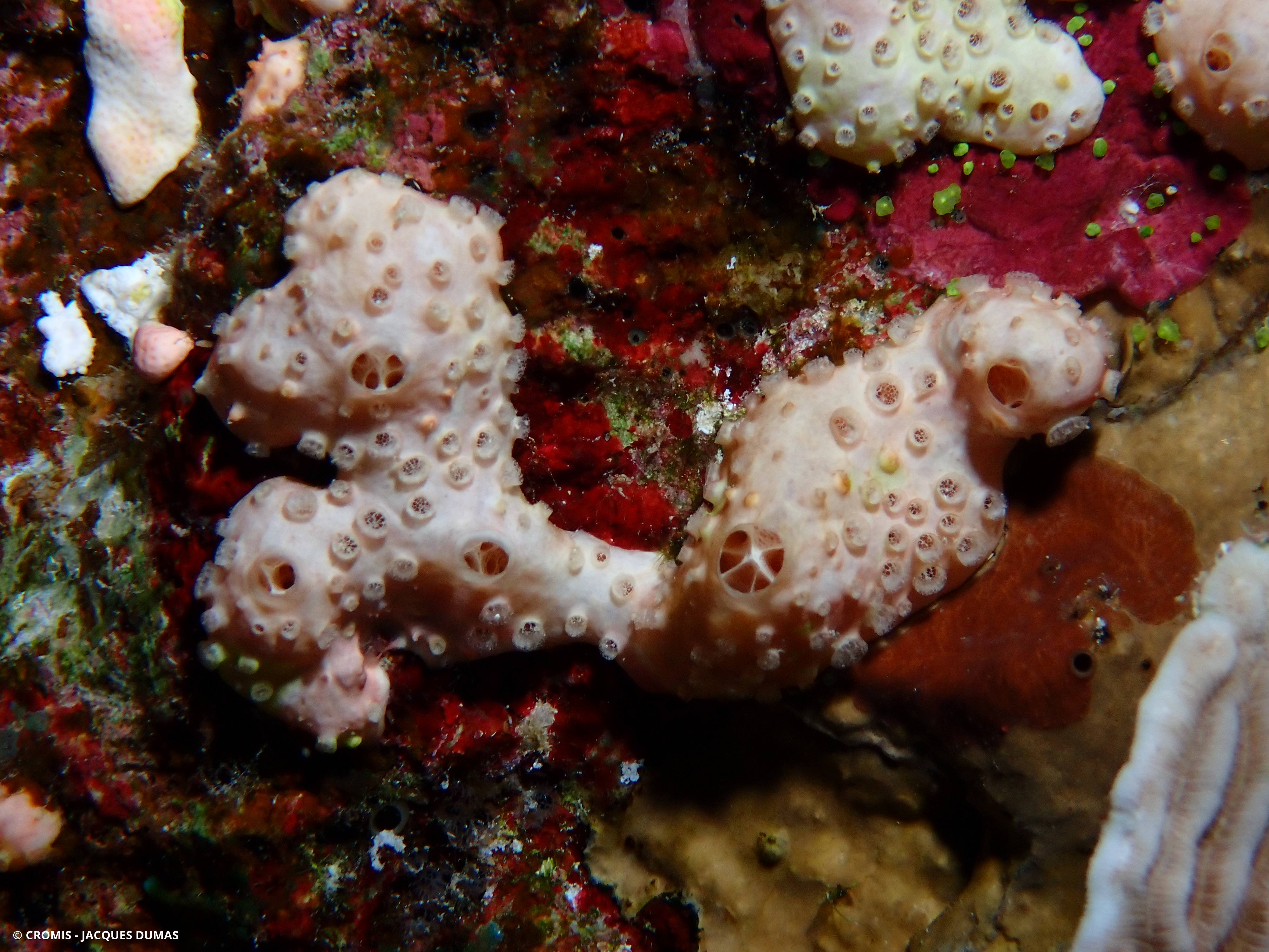 Crella (Grayella) cyatophora