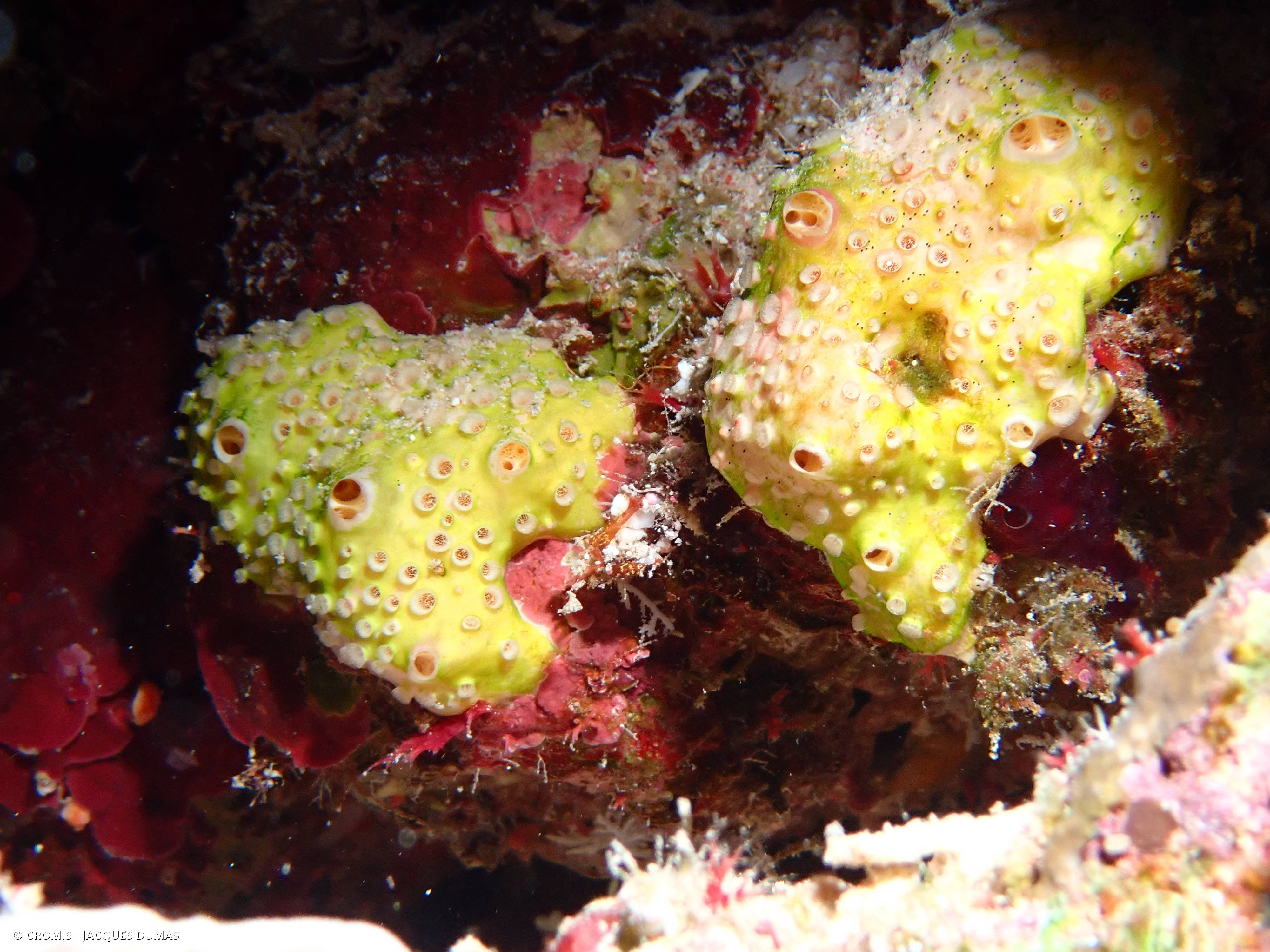 Crella (Grayella) cyatophora