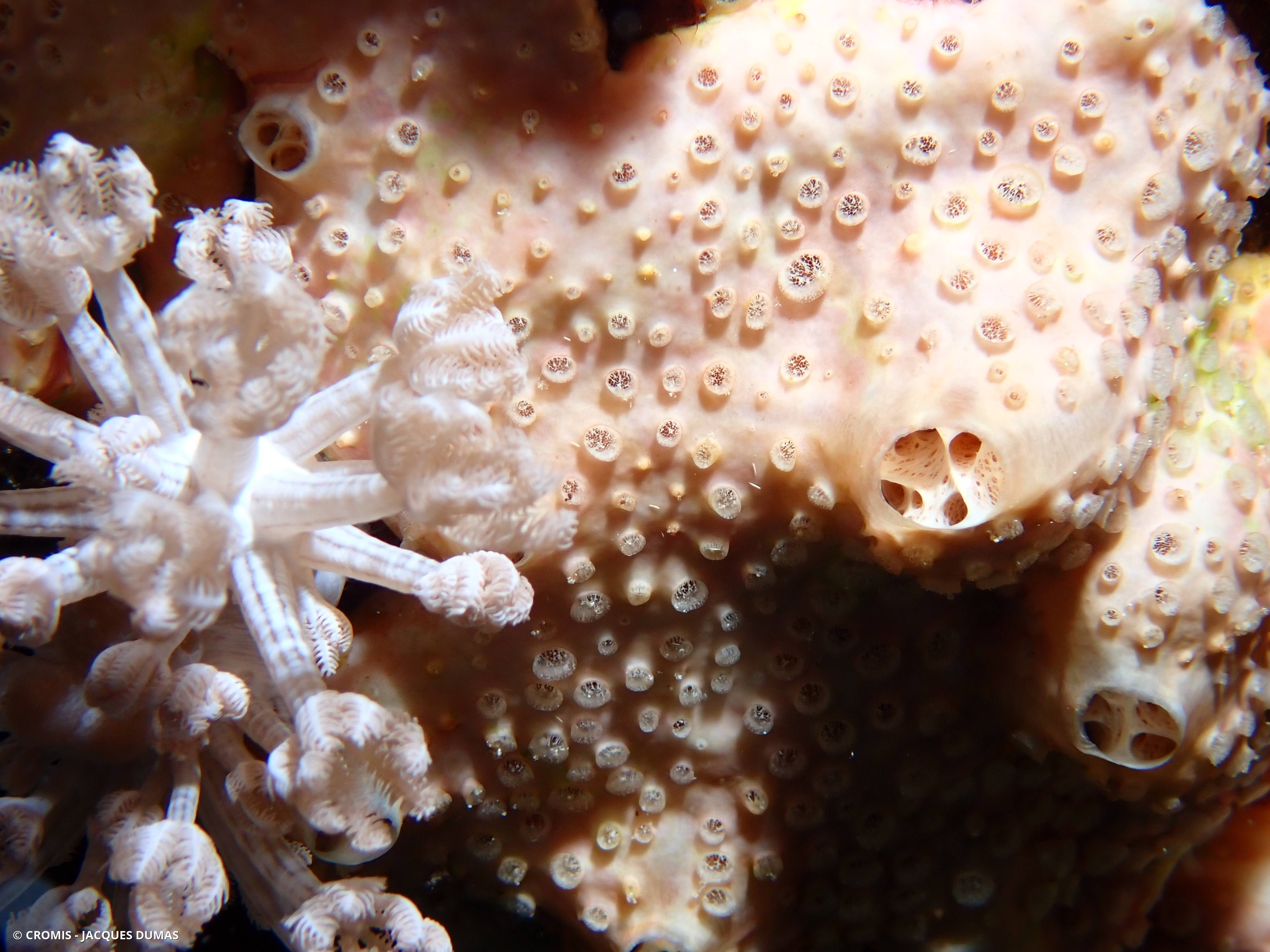 Crella (Grayella) cyatophora