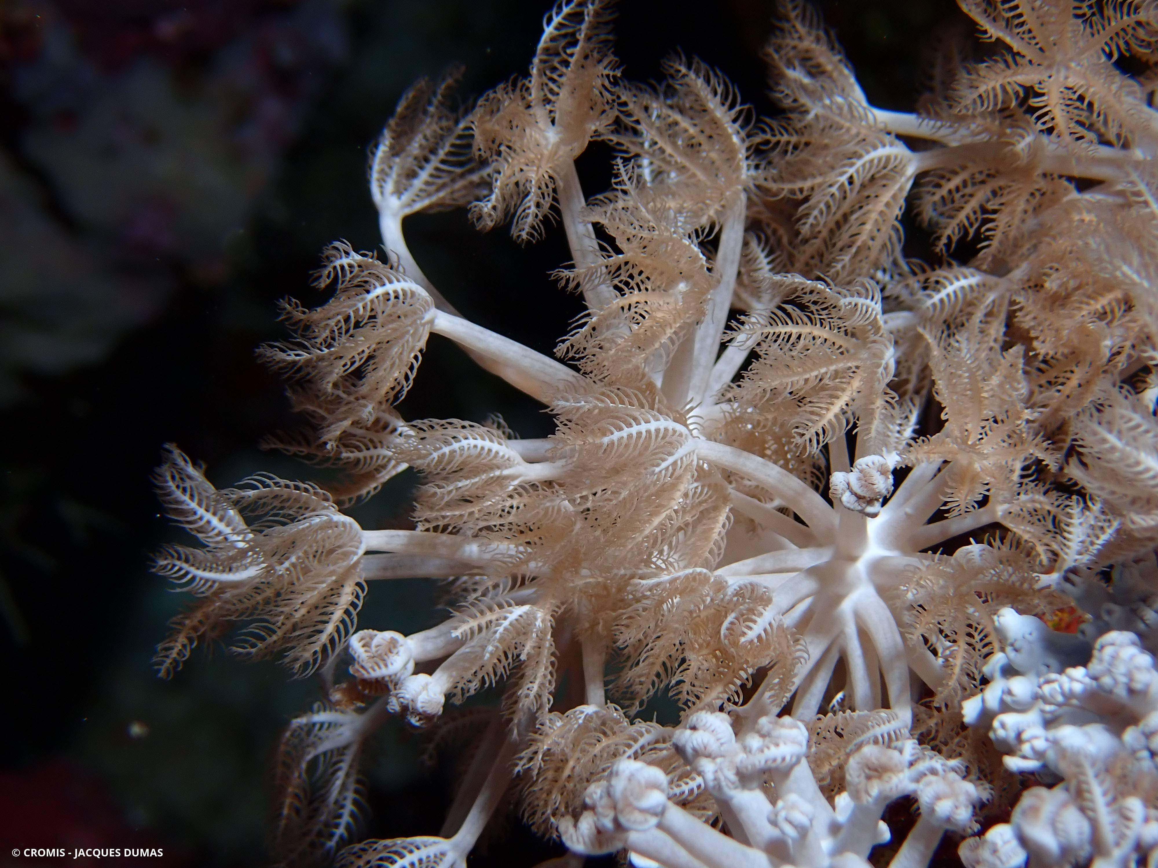 Corail plume d'autruche