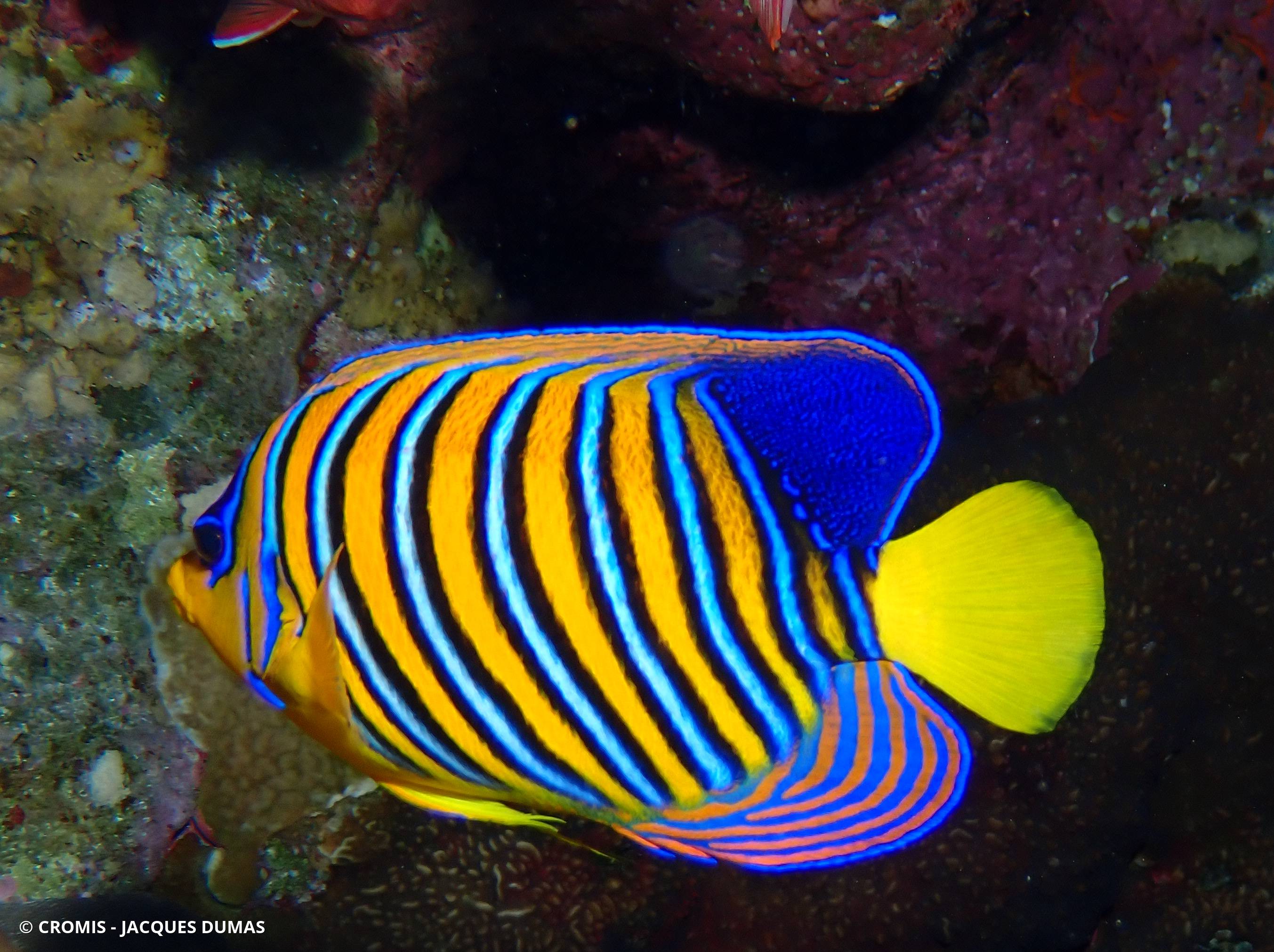 Poisson-ange duc