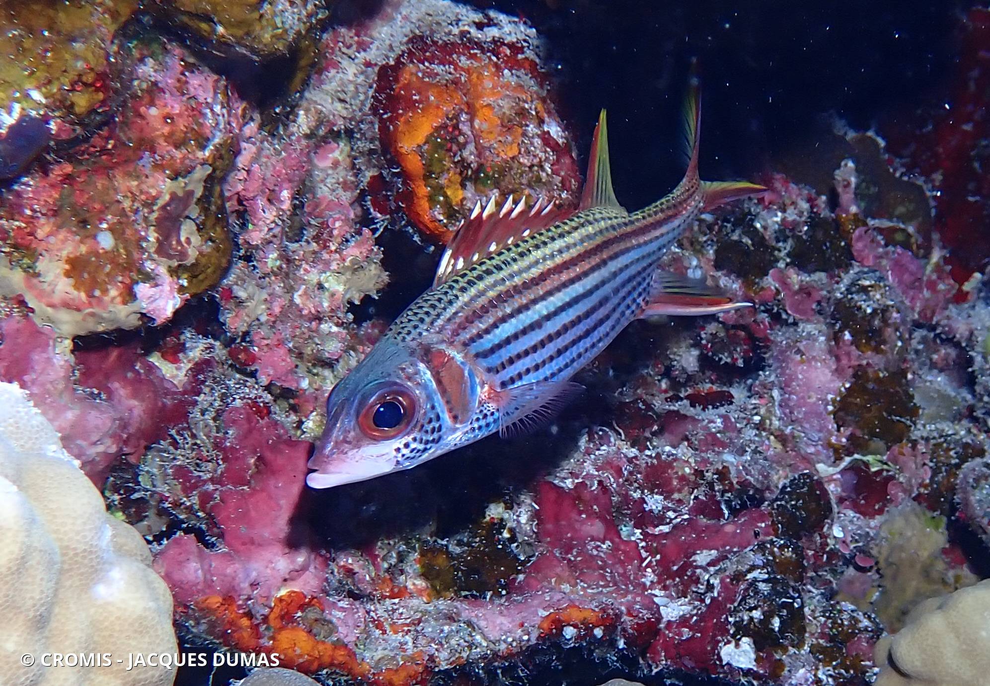 Poisson-écureuil tacheté