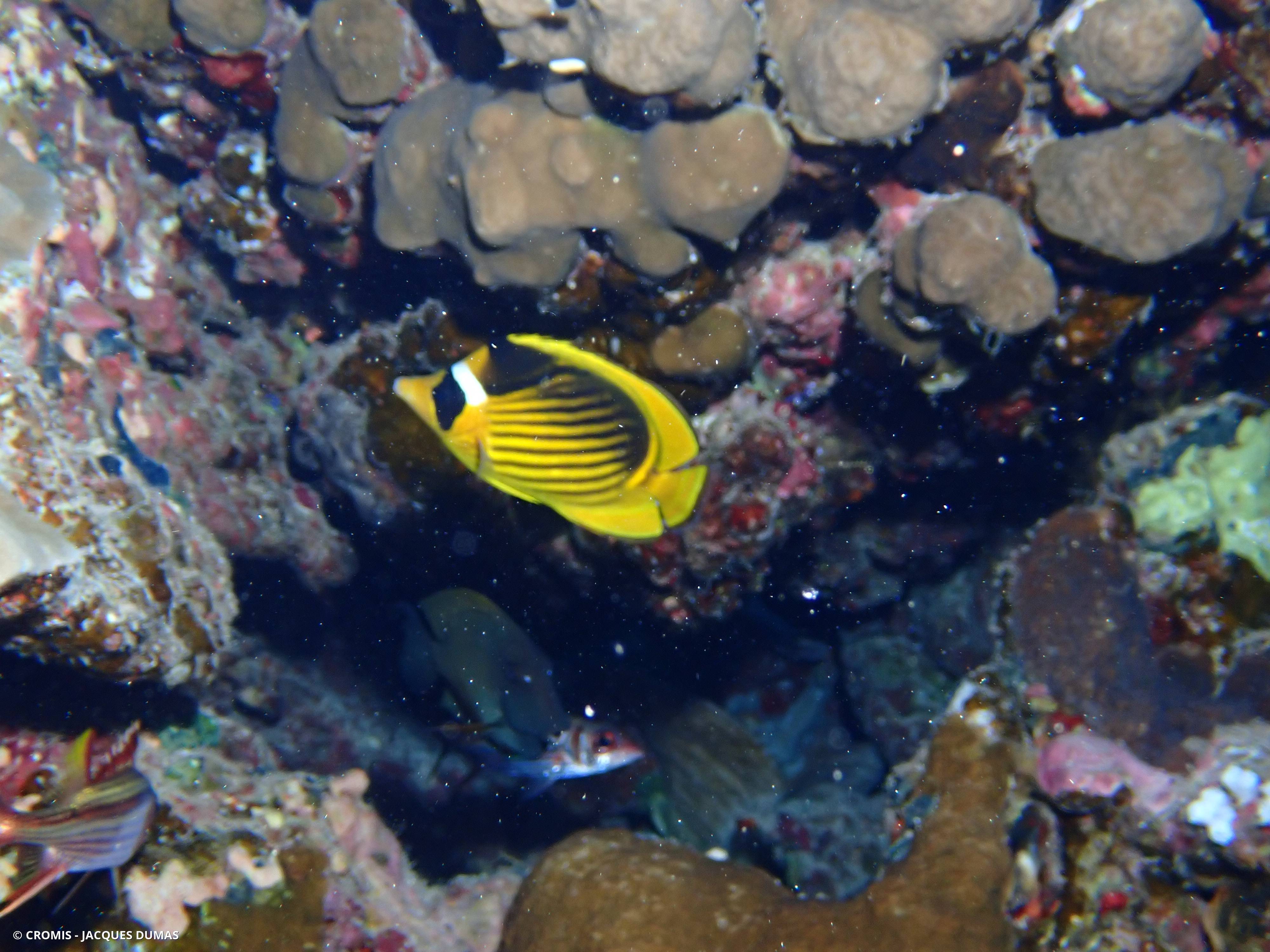 Poisson-papillon raton laveur de Mer Rouge