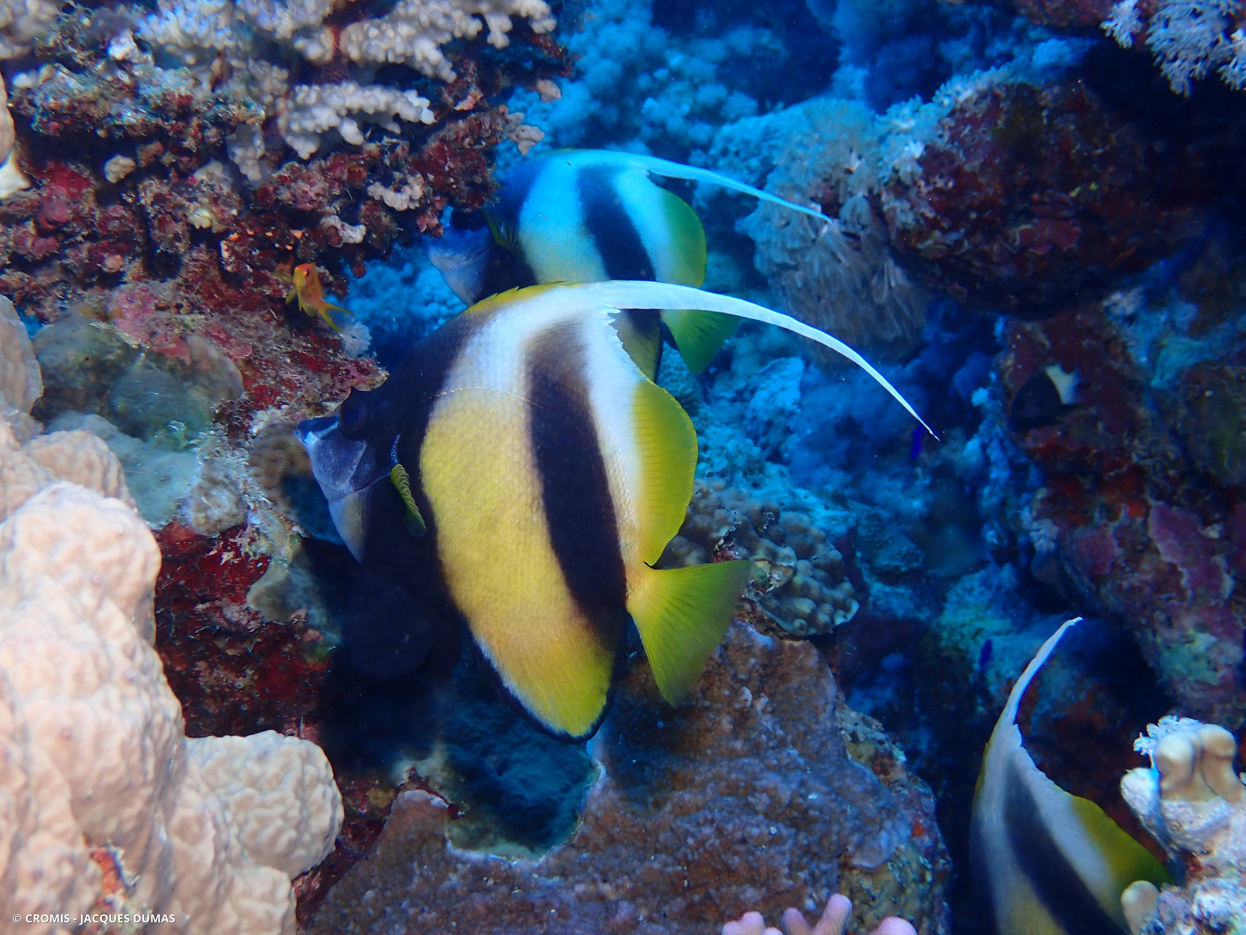 Poisson-cocher de Mer Rouge
