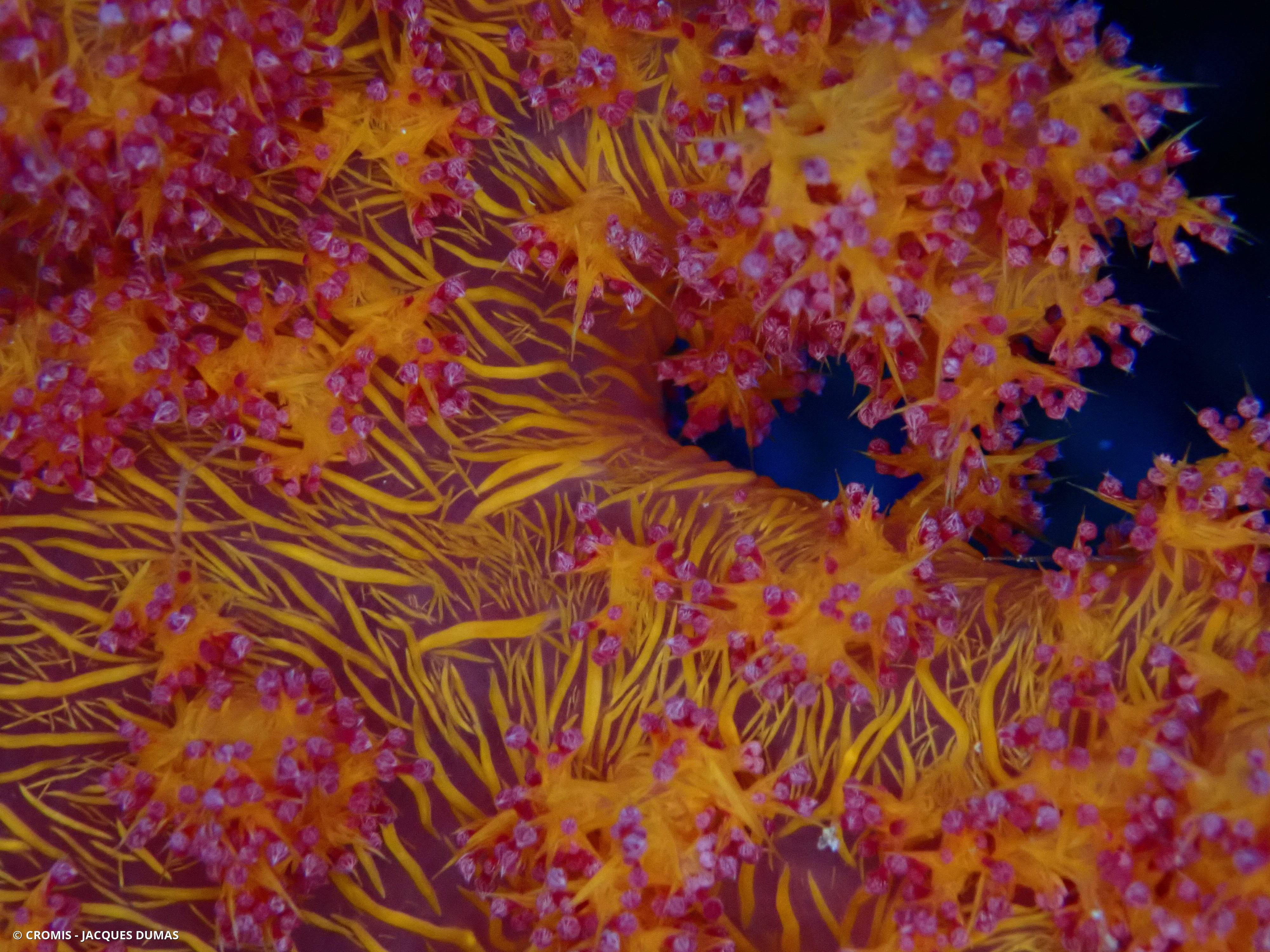Alcyonaire épineux