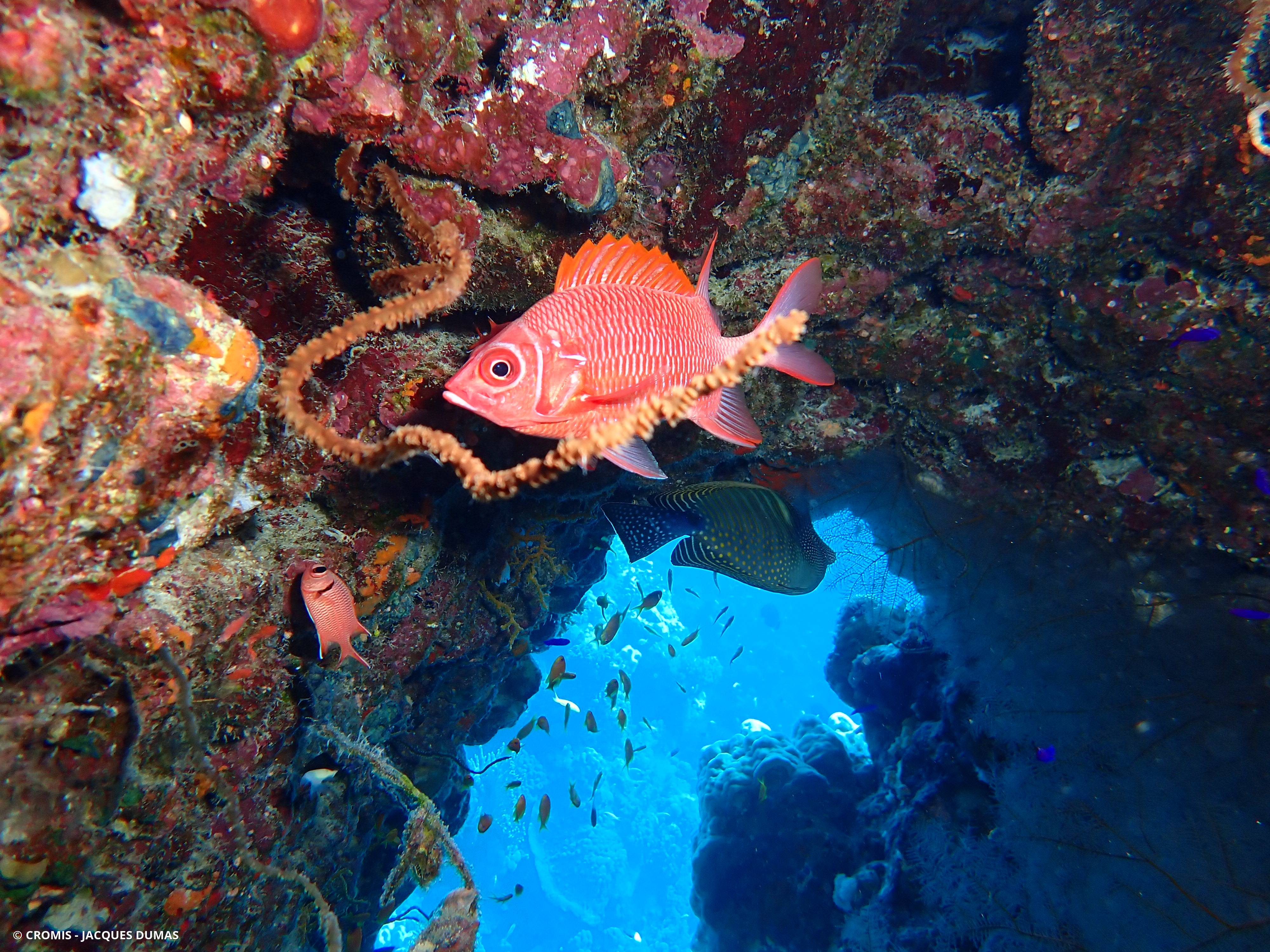 Poisson-écureuil géant