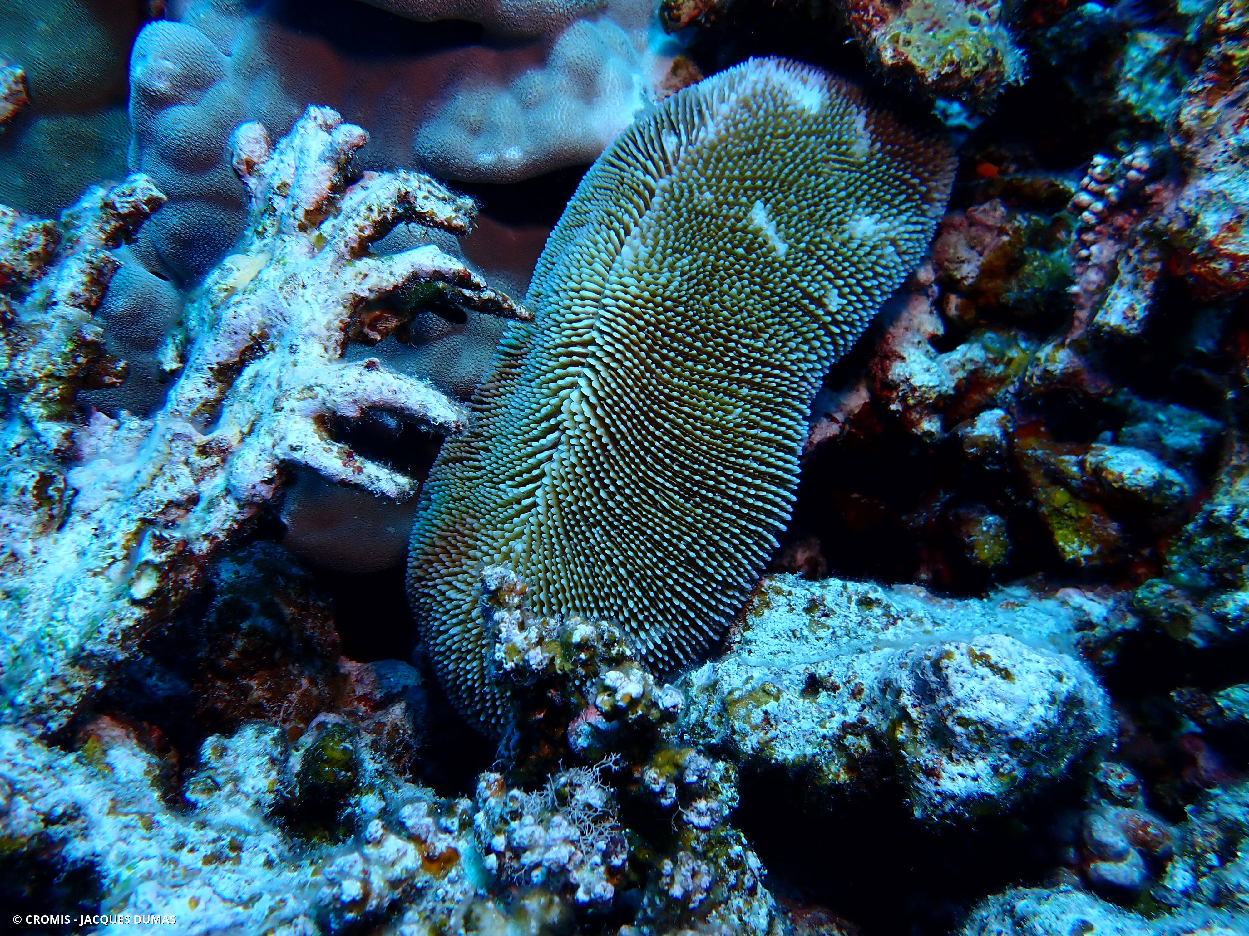 Corail champignon à rayons