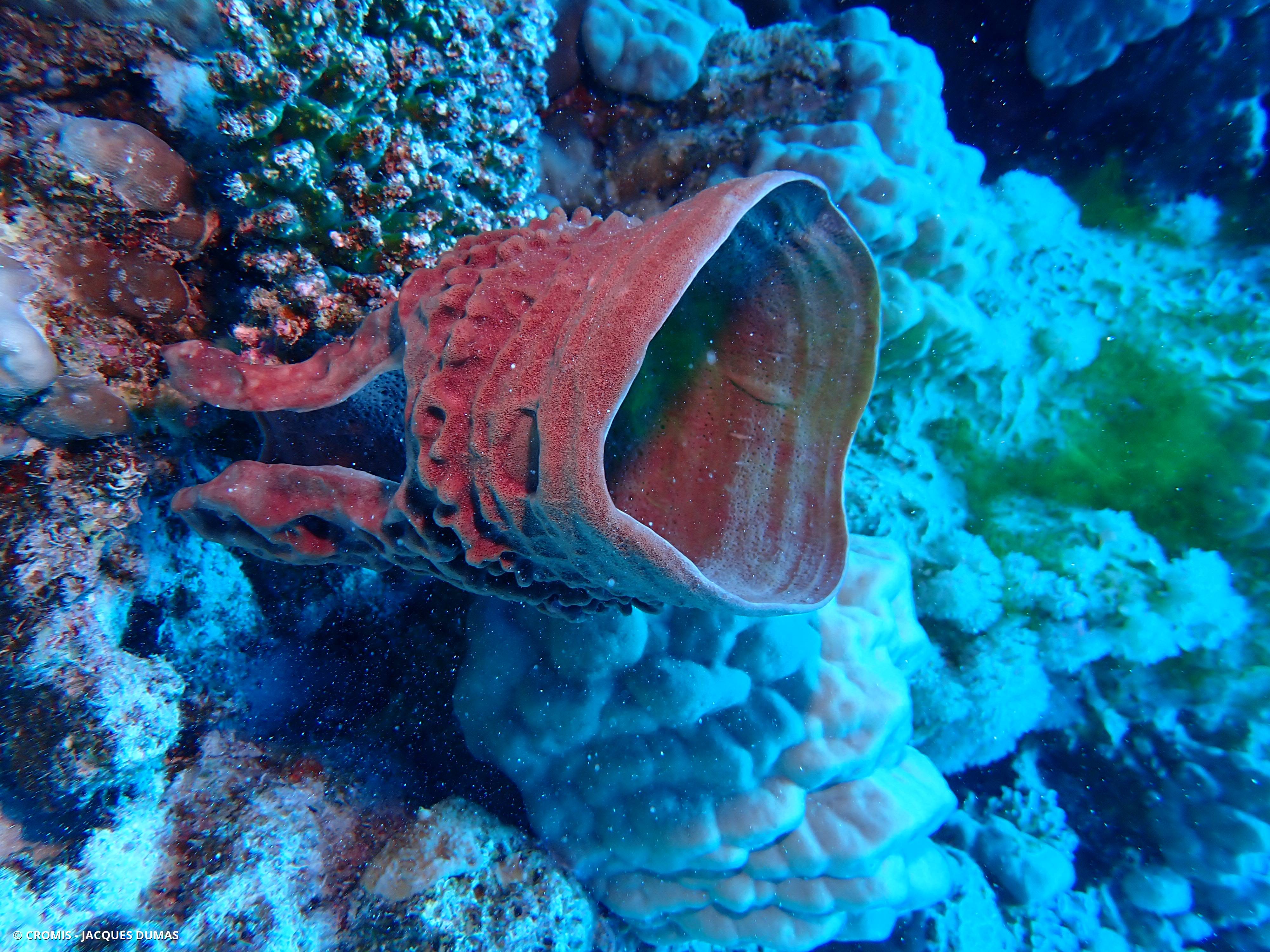 Eponge tubulaire de Mer Rouge