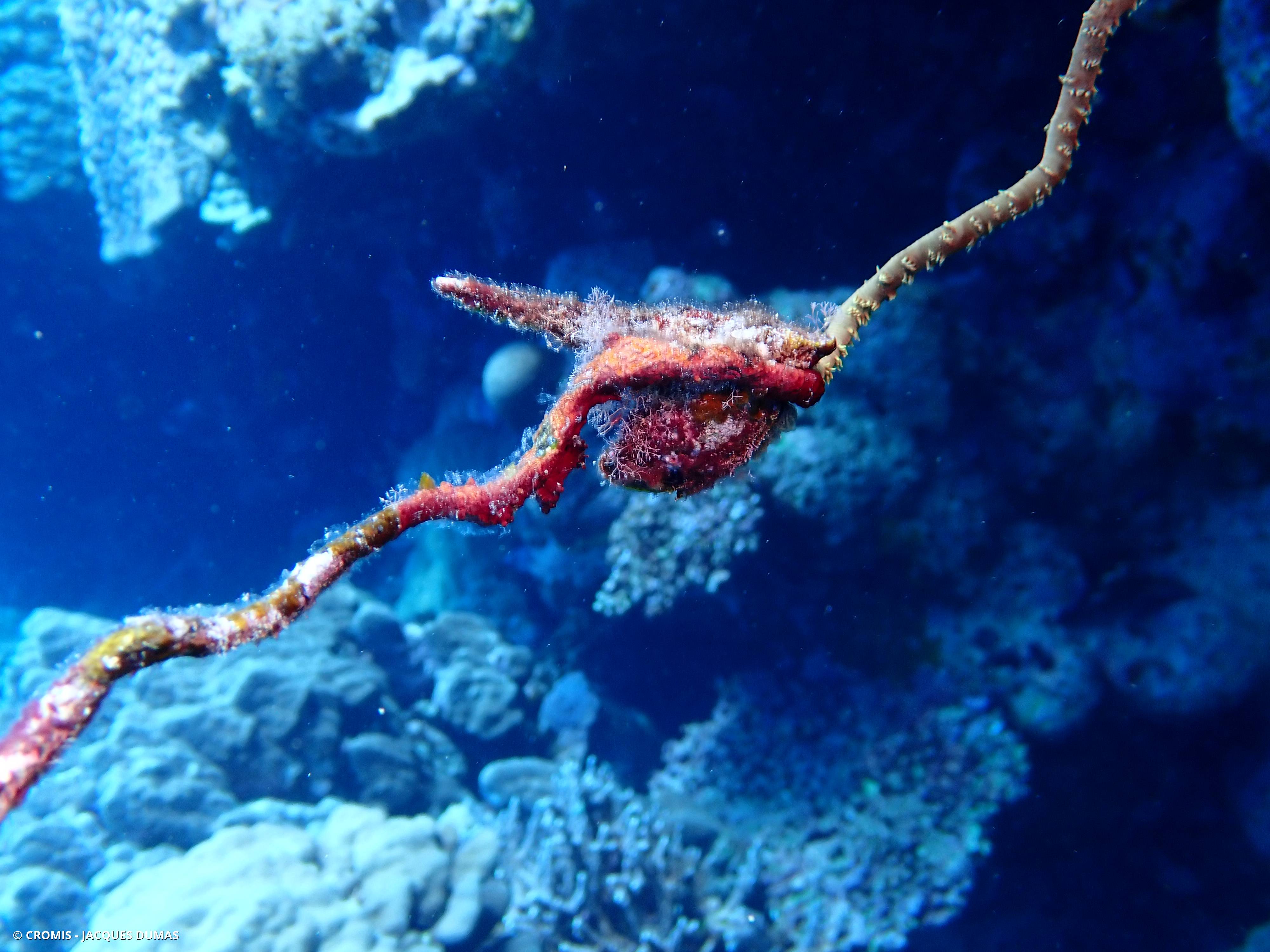 Avicule de Mer Rouge