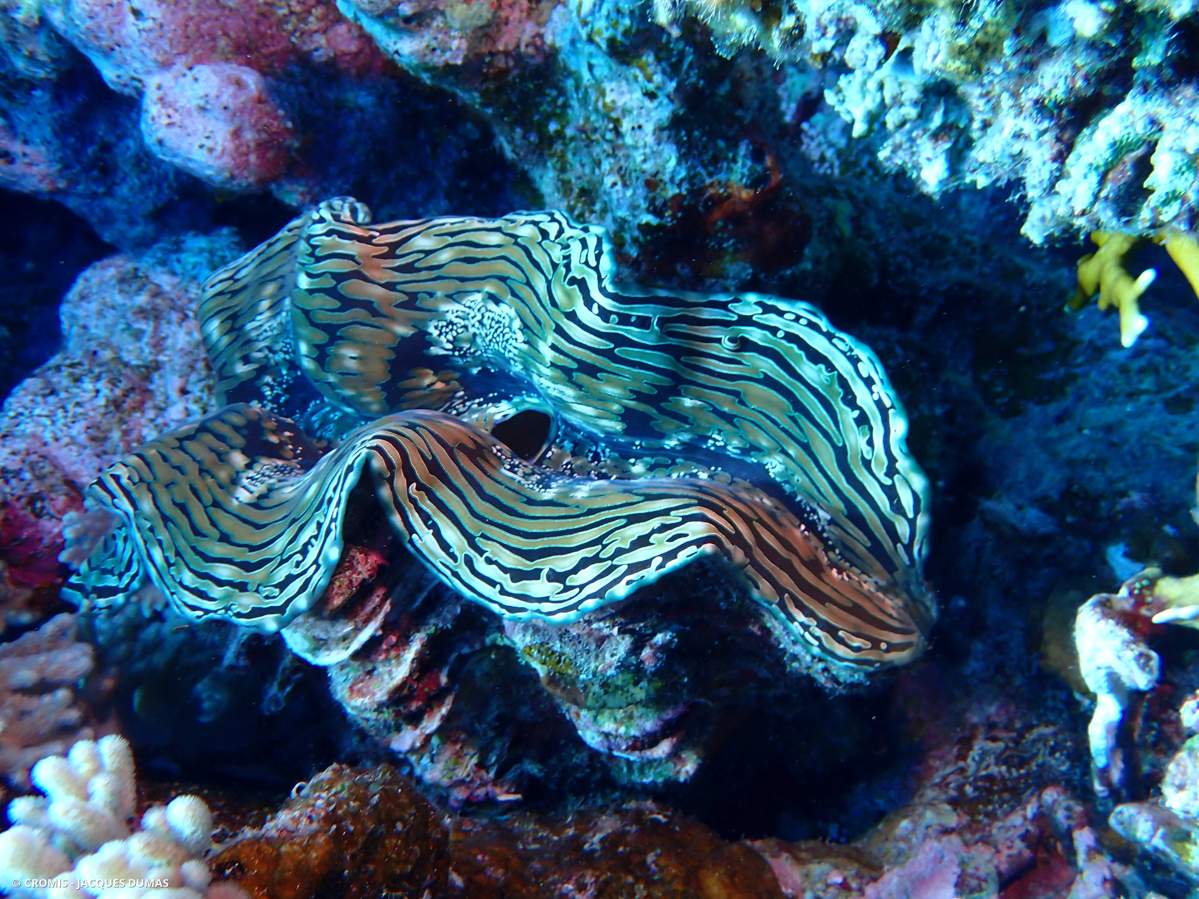 Grande tridacne gaufrée
