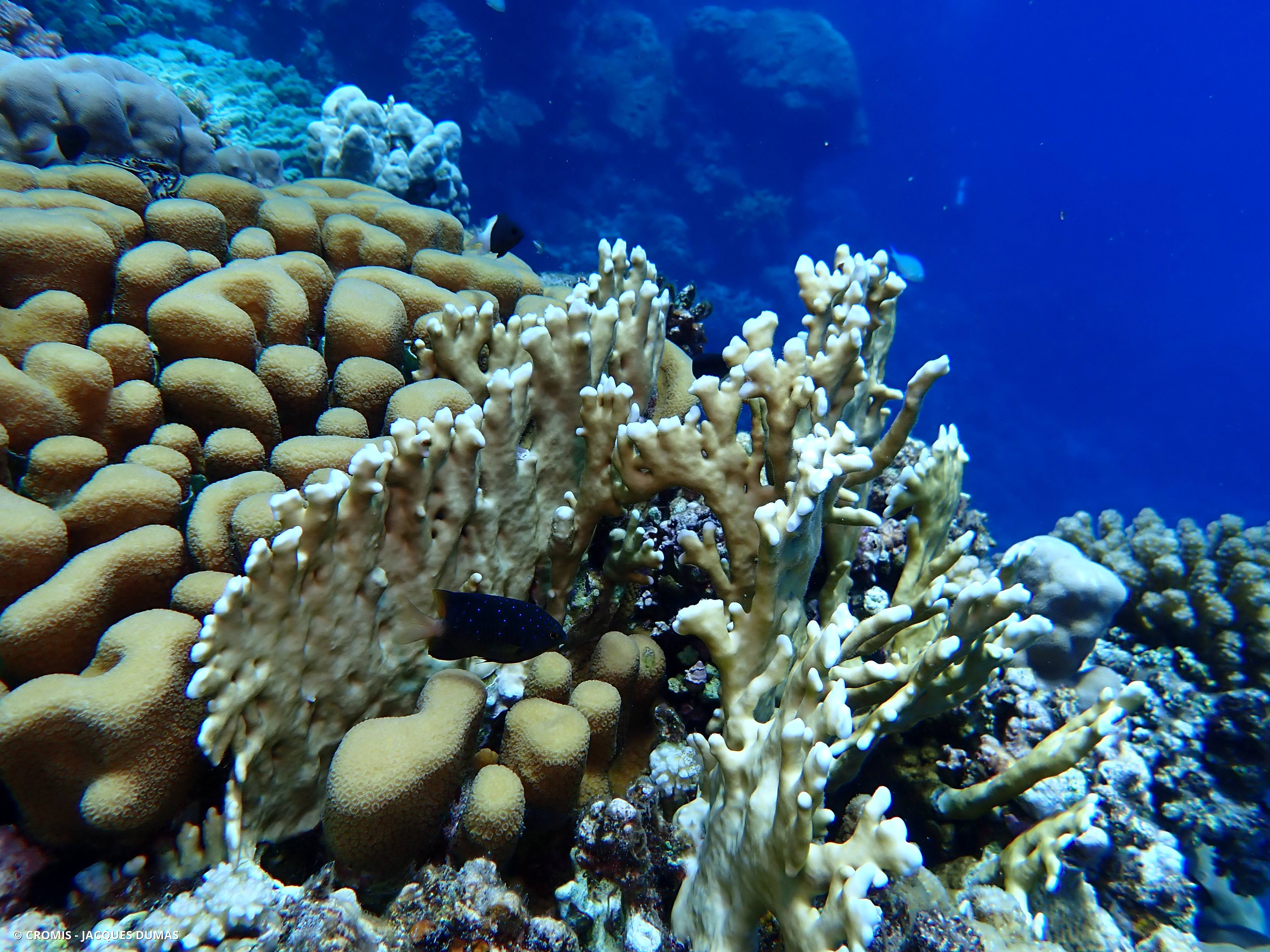 Corail anémone