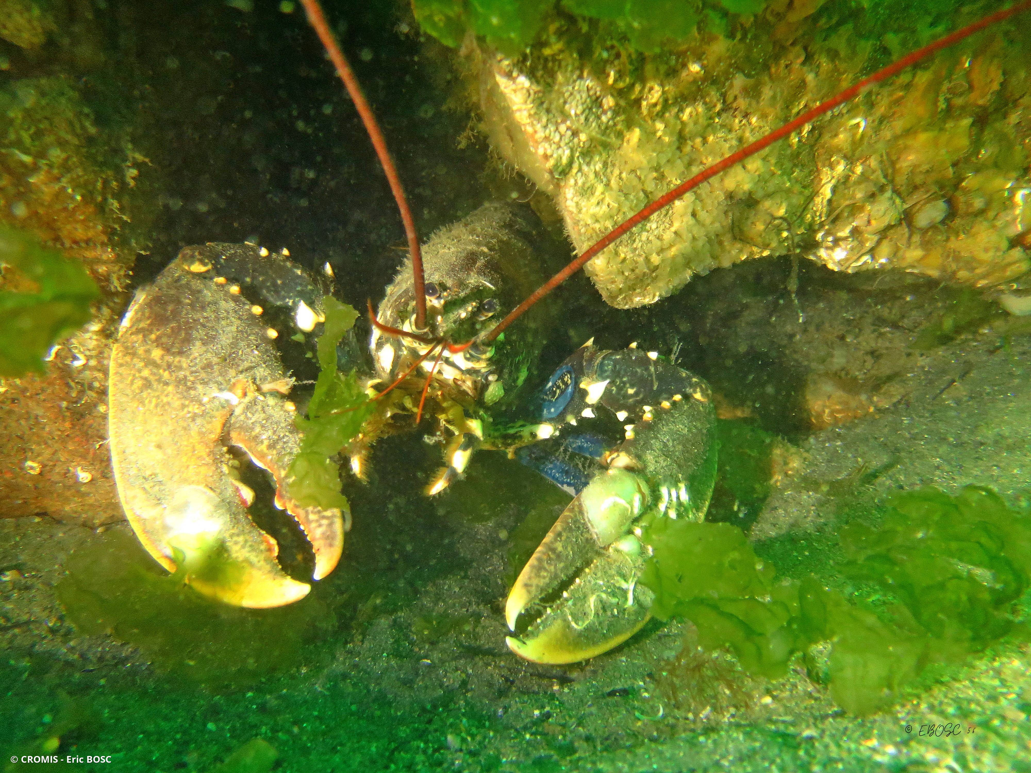 Homard européen