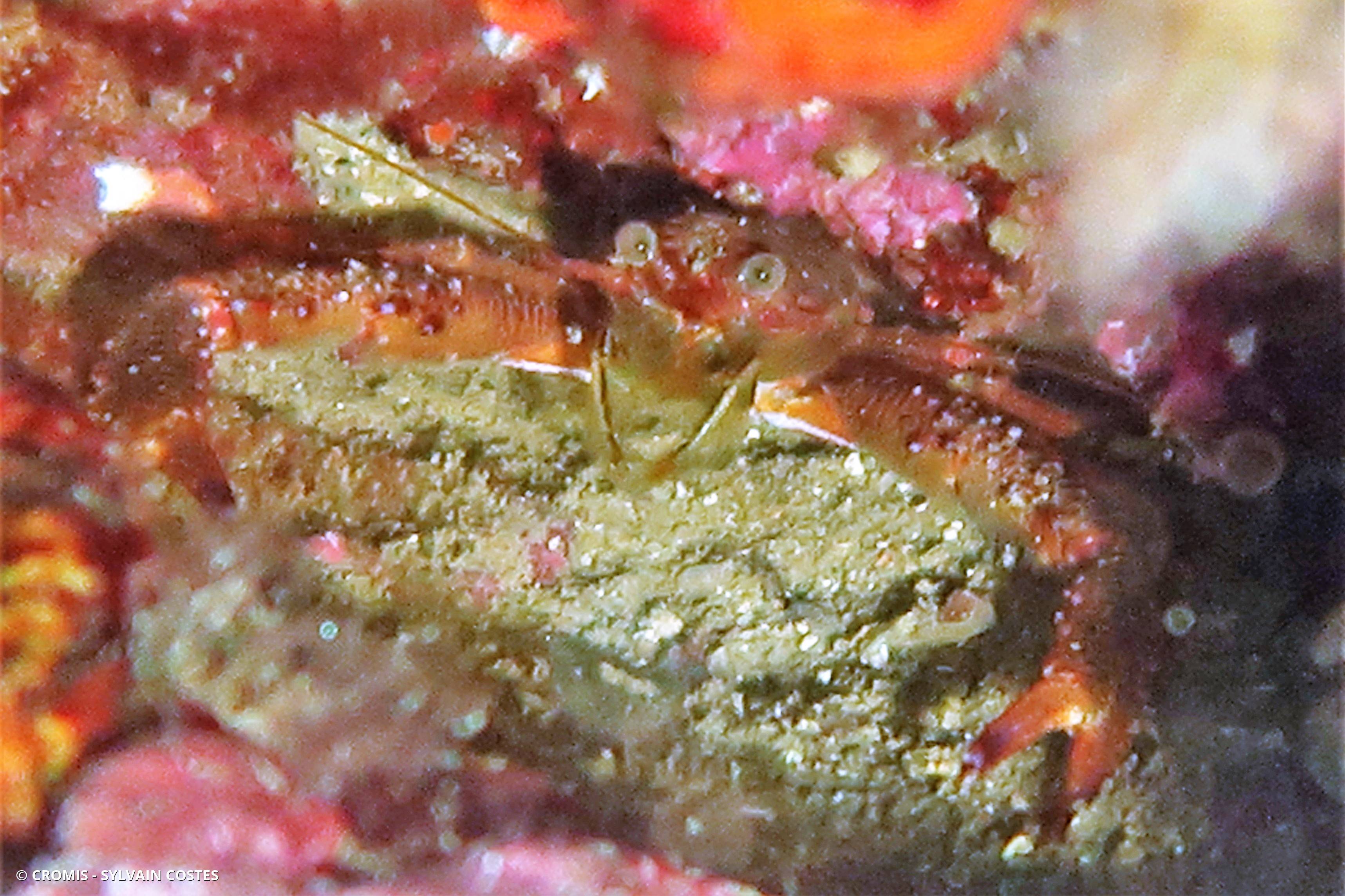 Galathée bicolore