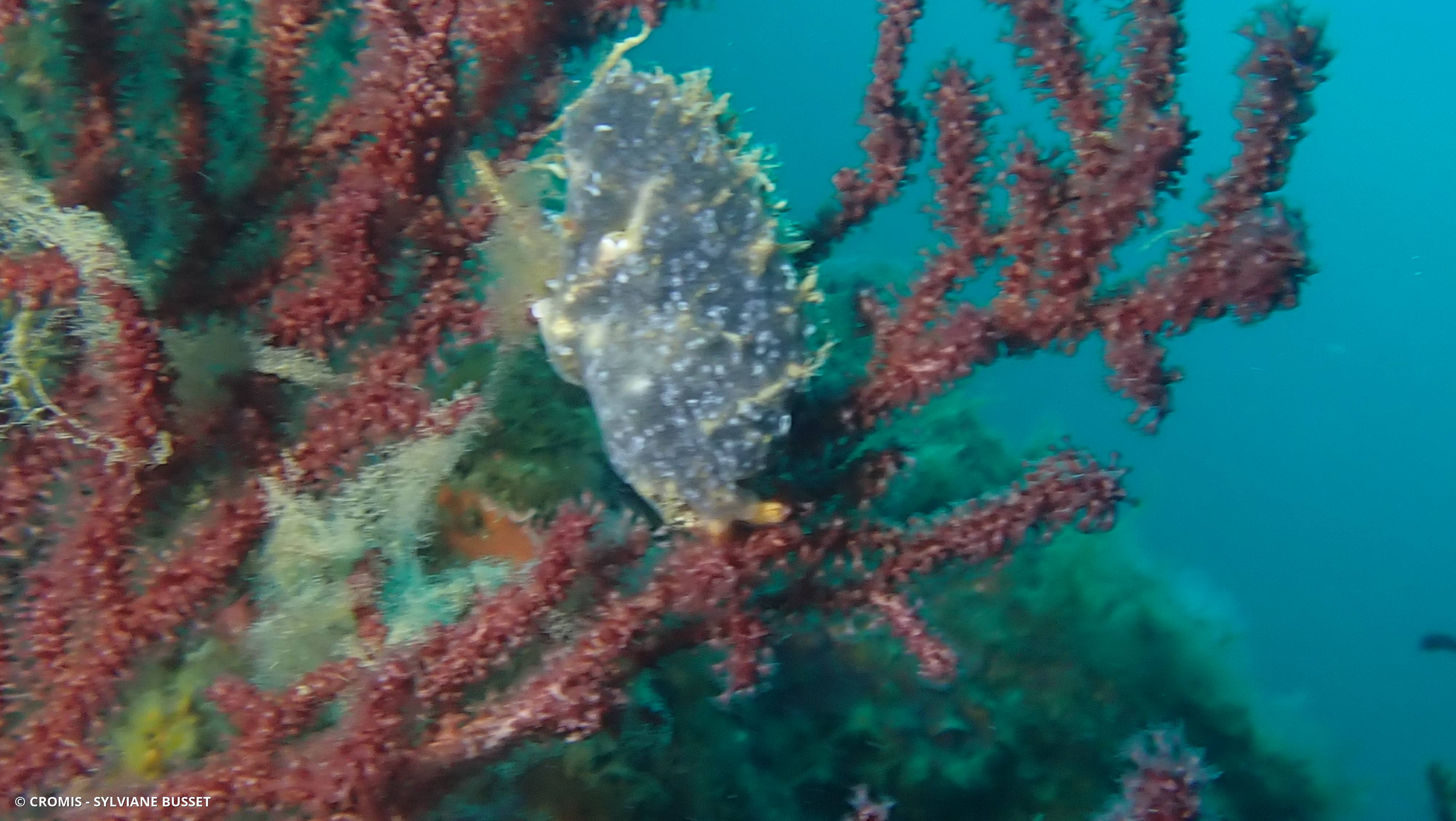 Avicule hirondelle