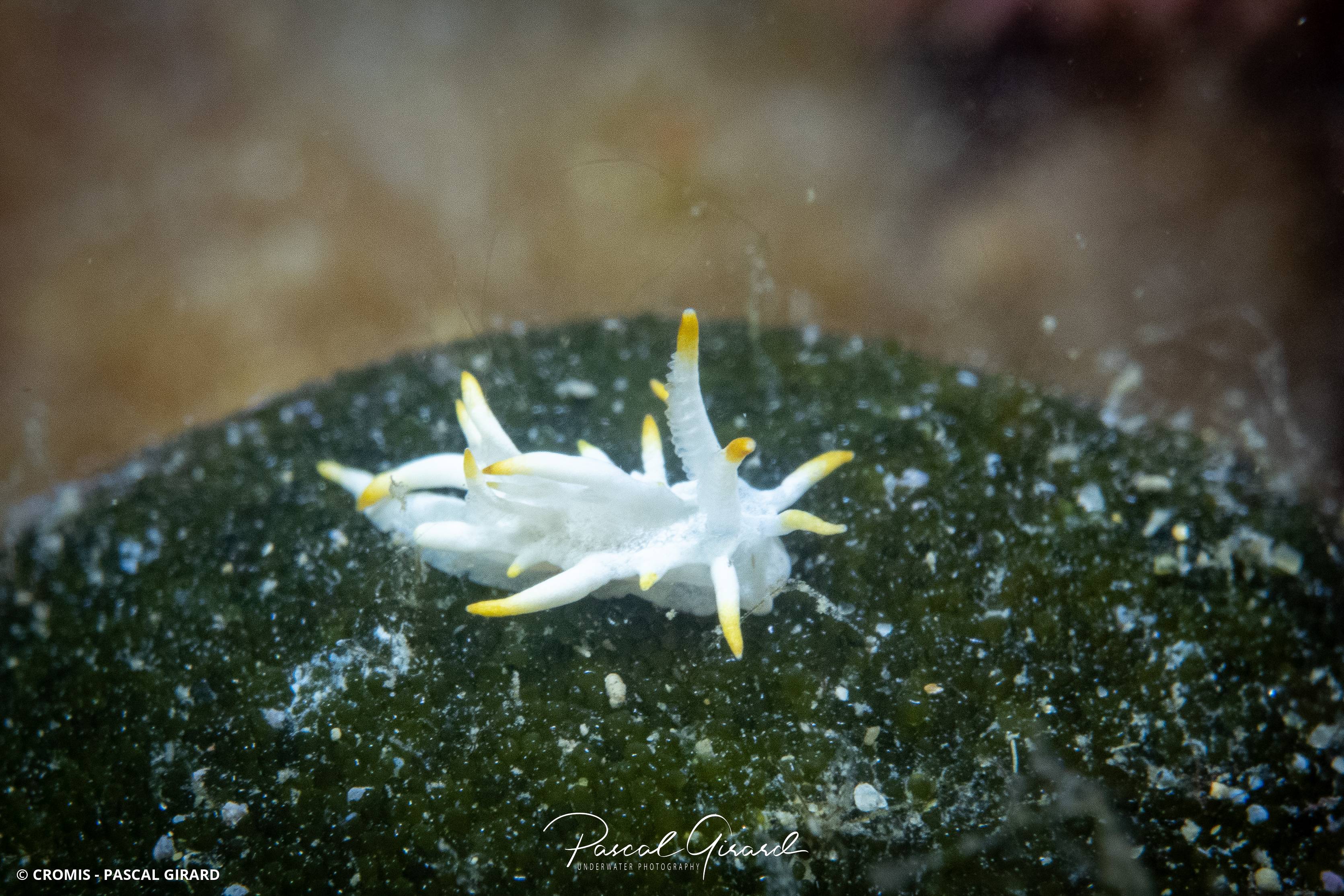 Petite doris de Pico