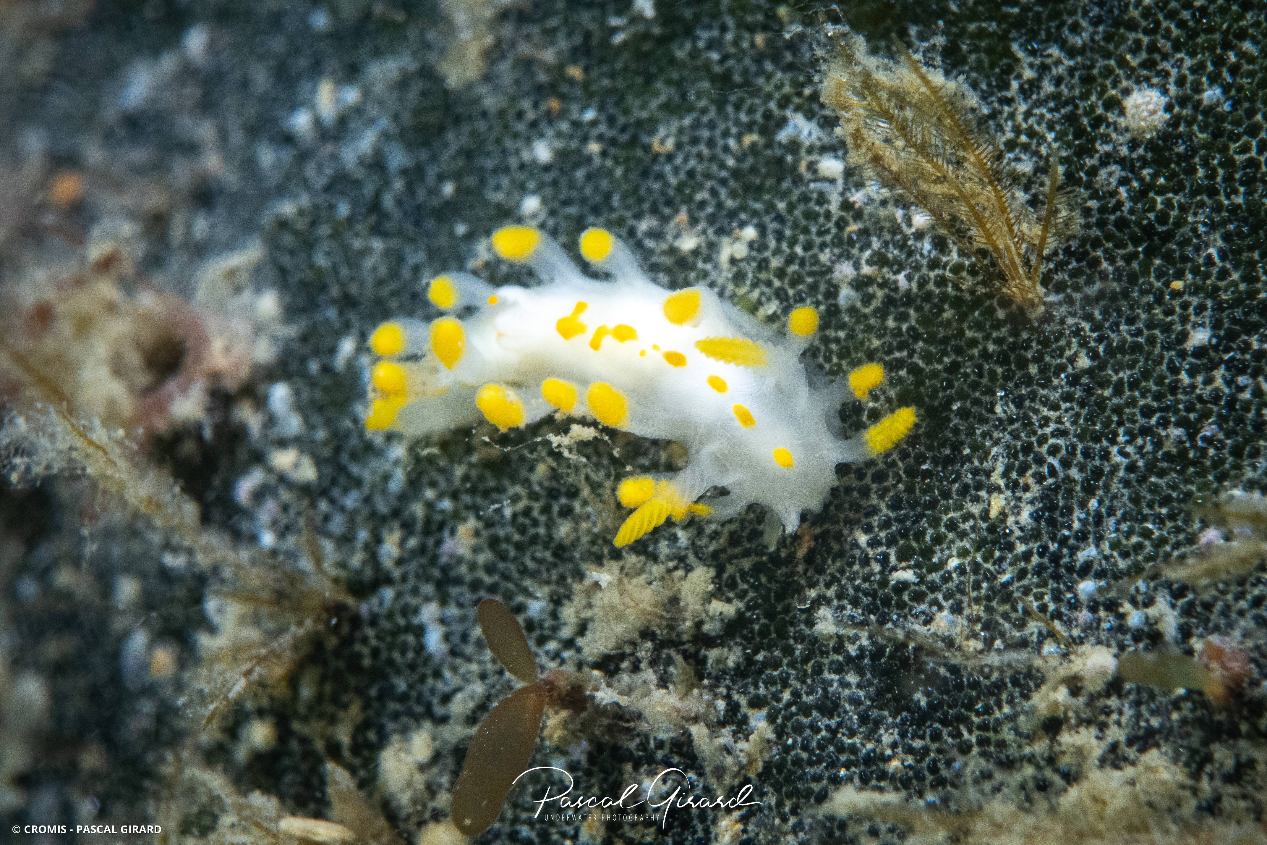 Limacia d'Ines