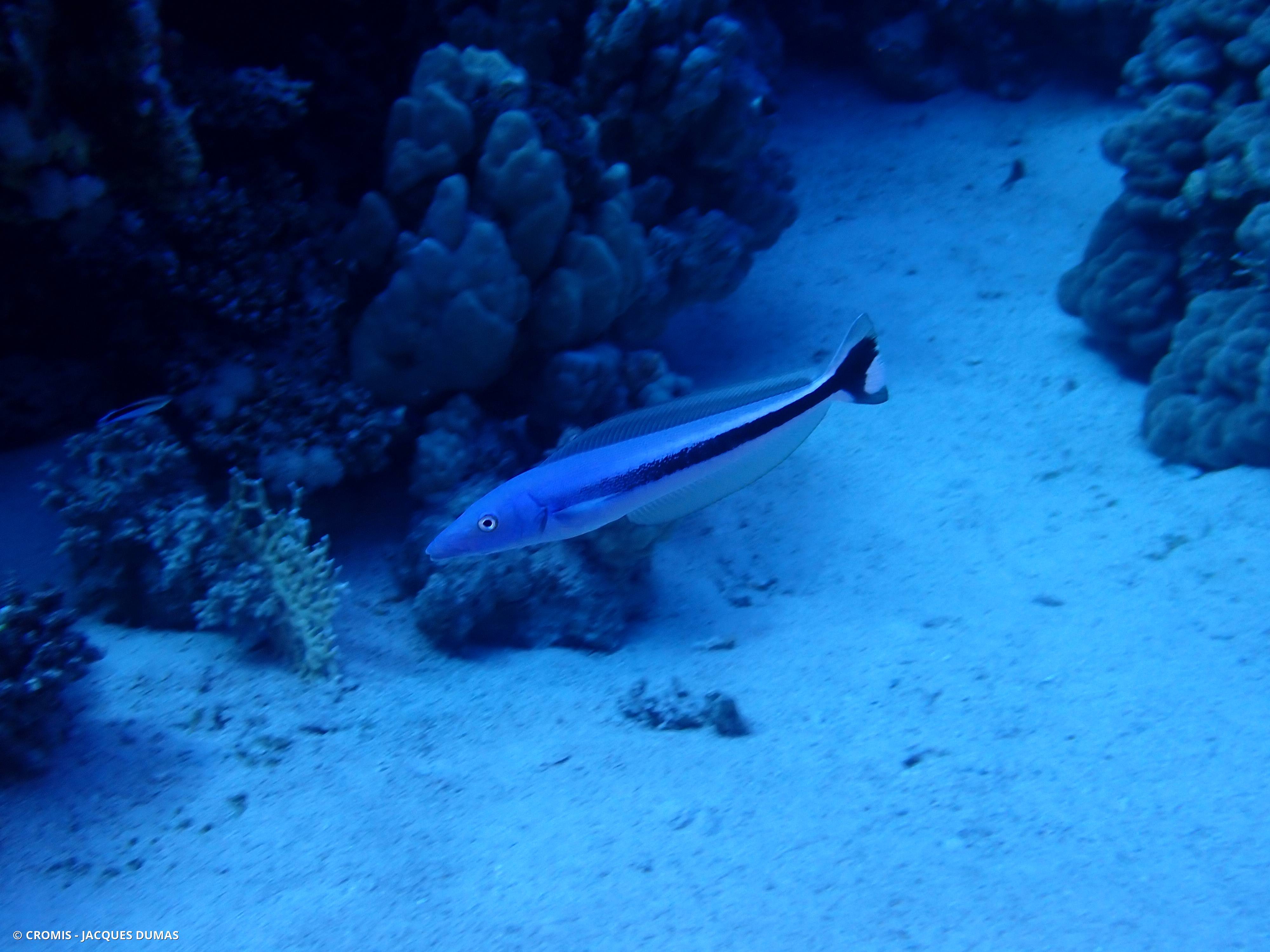 Malacanthe bleu
