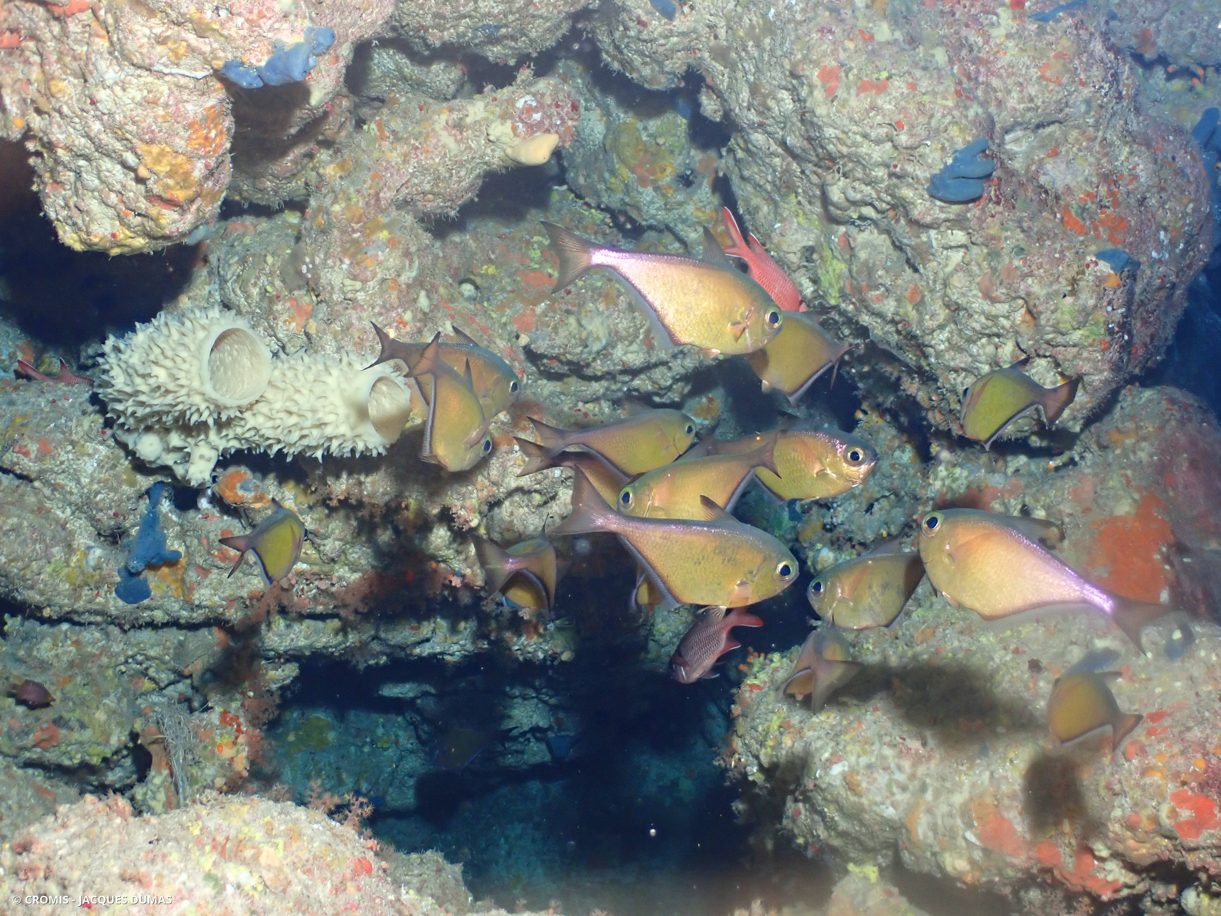 Poisson-hachette