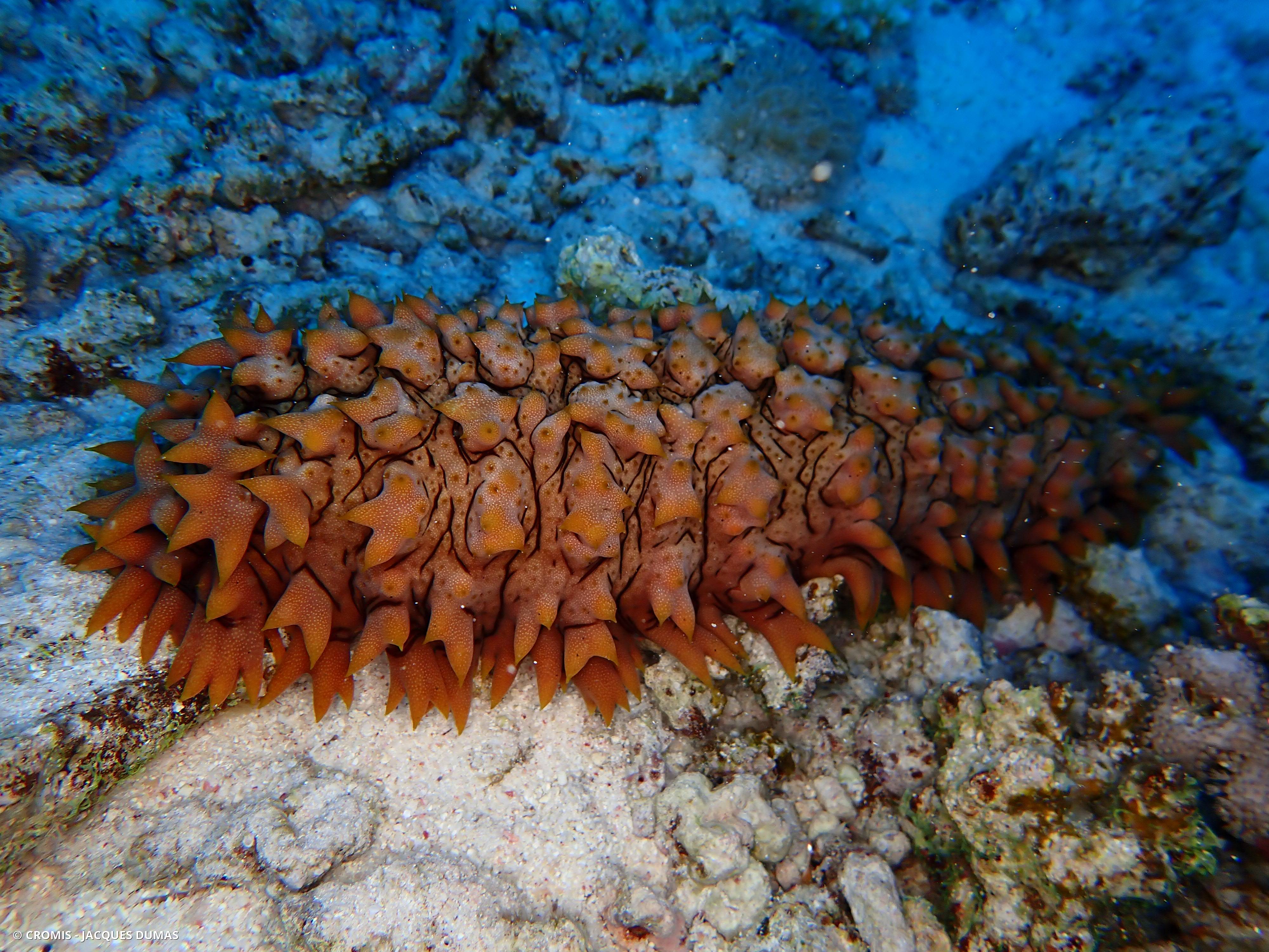 Concombre de mer épineux