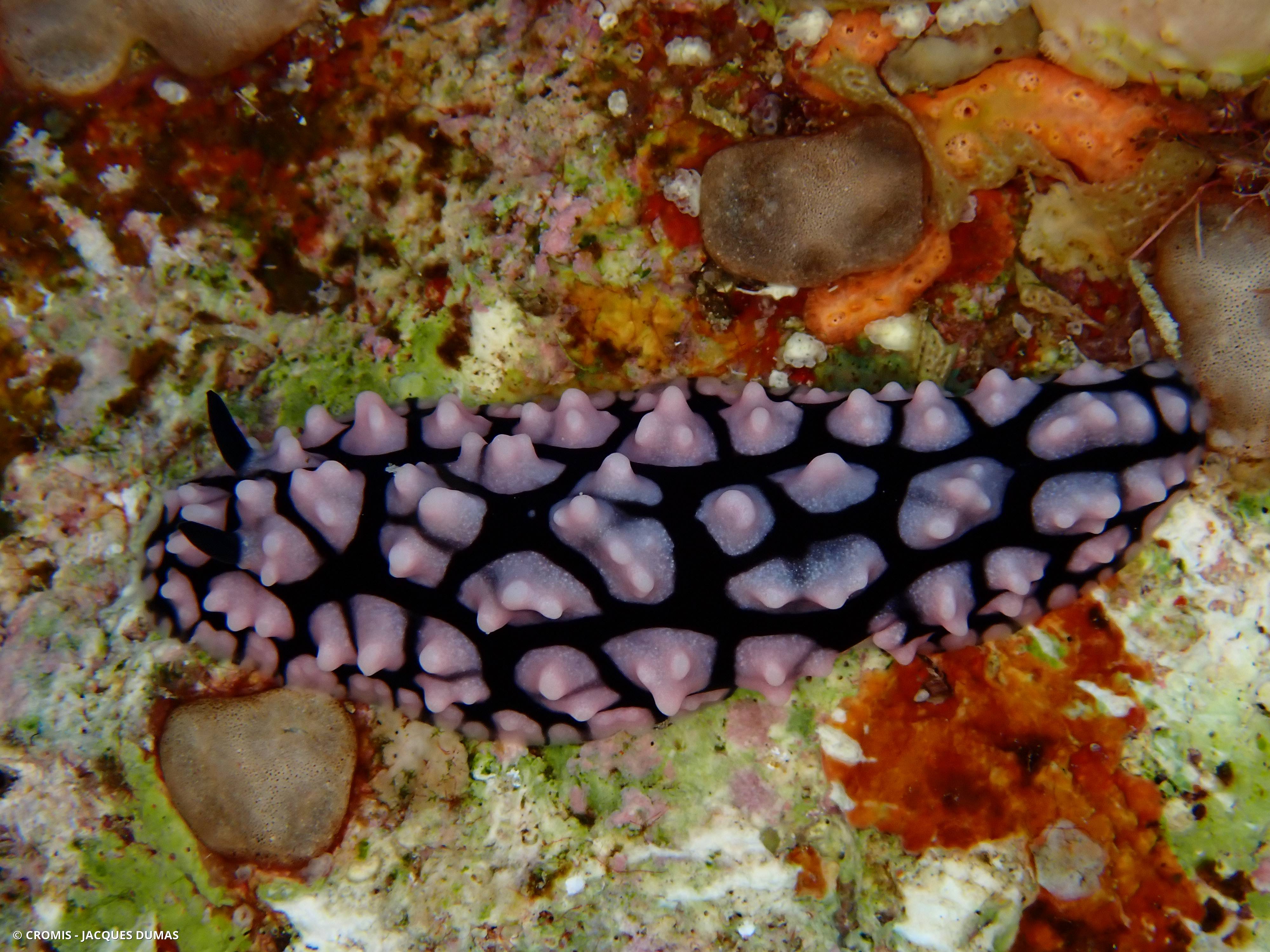 Phyllidie verruqueuse