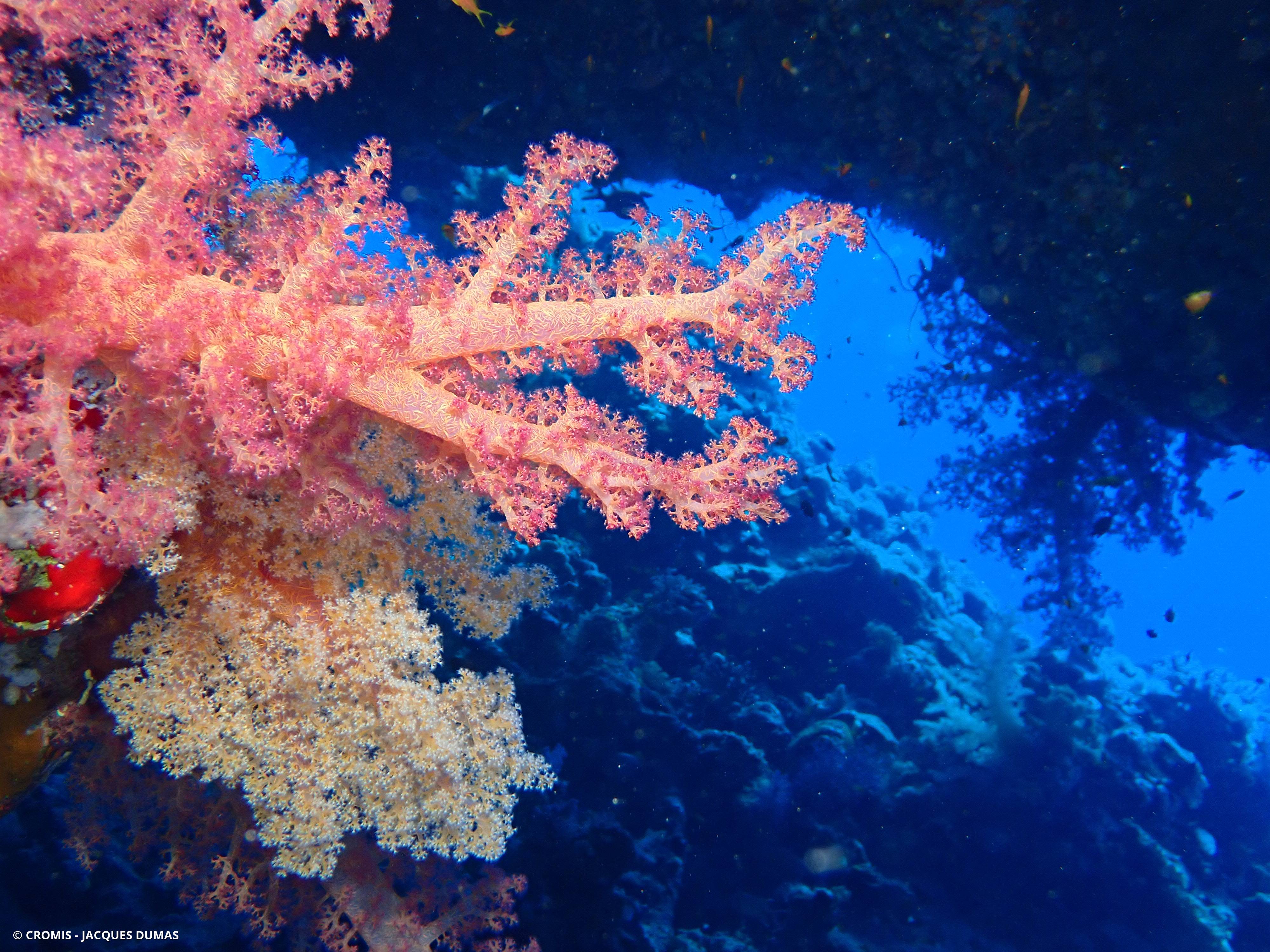 Alcyonaire épineux