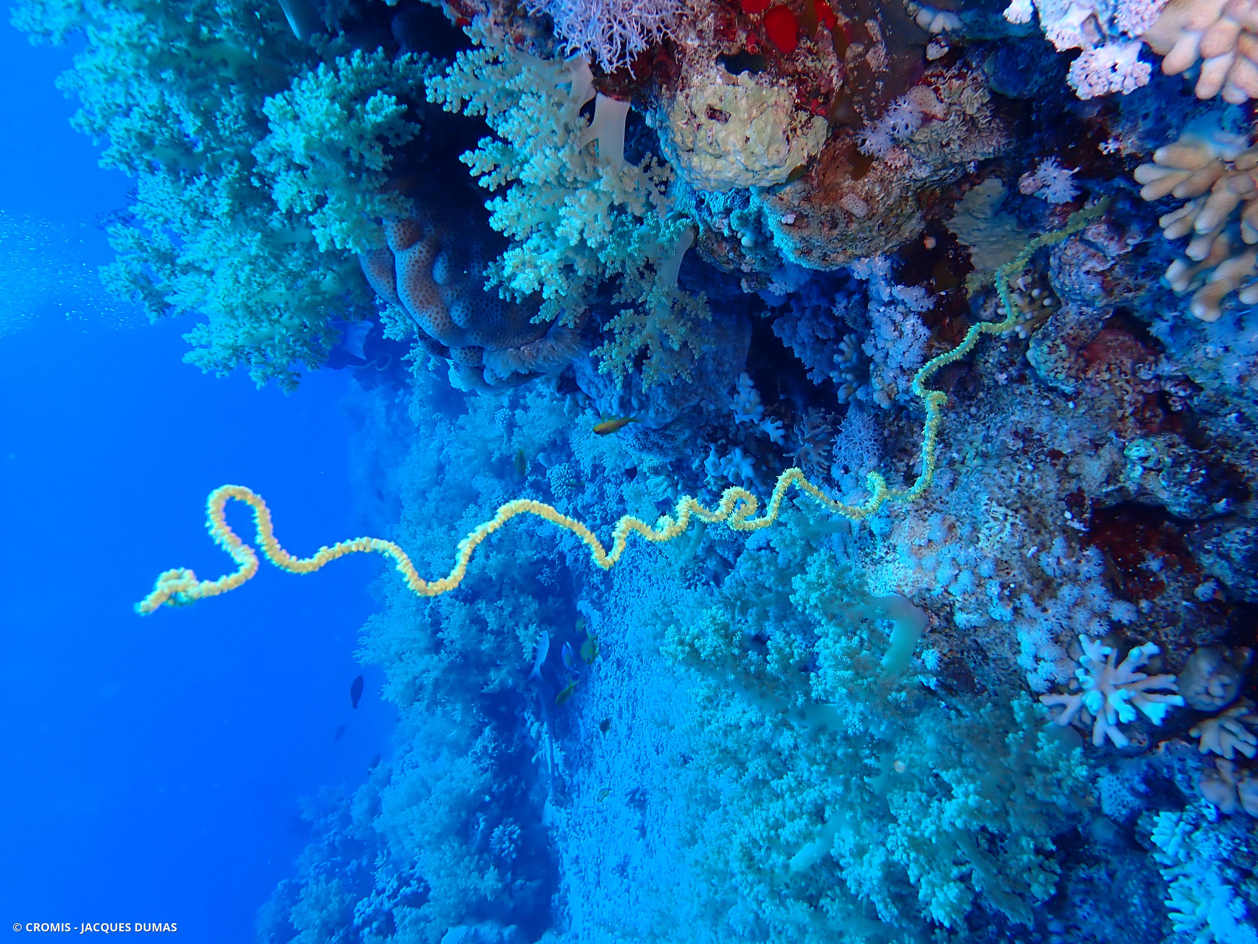 Corail fil de fer